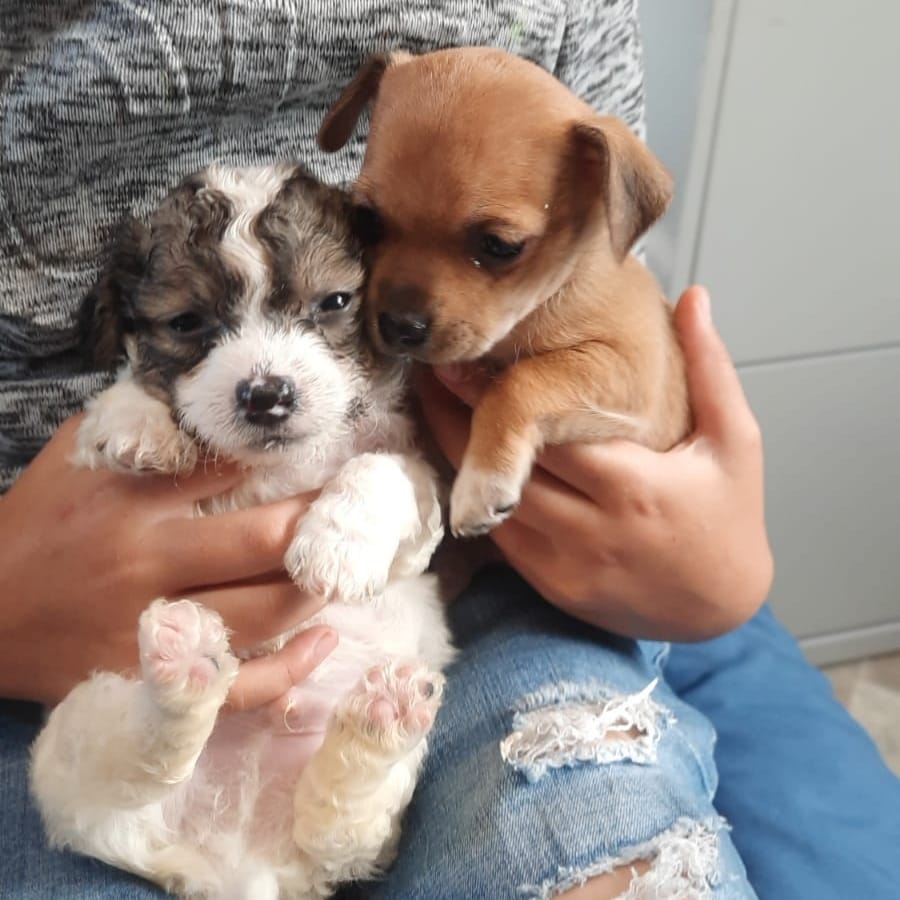 Here are the puppies! They are just too cute! 

<a target='_blank' href='https://www.instagram.com/explore/tags/jellysplace/'>#jellysplace</a> <a target='_blank' href='https://www.instagram.com/explore/tags/rescuepuppies/'>#rescuepuppies</a> <a target='_blank' href='https://www.instagram.com/explore/tags/adoptarescuepuppy/'>#adoptarescuepuppy</a>