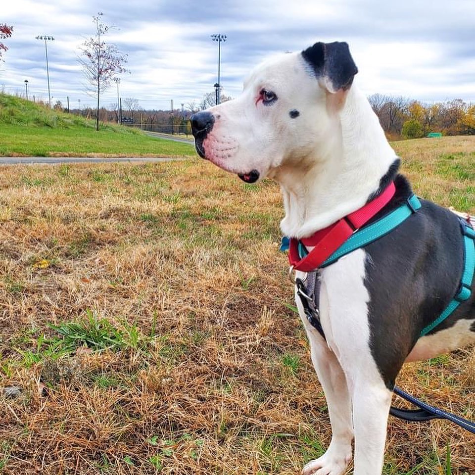 Tony got to spend today exploring a local park with one of our volunteers! He loved getting out into the sunshine and exploring the trails. Our volunteer reports that once he got going, he was totally in his groove! We think Tony would make an excellent hiking buddy - he loves it! Tony also discovered the joys of rolling in the grass with a toy in his mouth - what fun! Apparently, Tony also carried a toy in his mouth for the majority of his walk, such a silly boy. 

If you're looking for a part-silly goober, part-adventure pup, come meet Tony today! We are open for adoptions from 11am-6pm, Monday - Sunday. Learn more on our website, link in bio!
<a target='_blank' href='https://www.instagram.com/explore/tags/adopt/'>#adopt</a> <a target='_blank' href='https://www.instagram.com/explore/tags/shelterpets/'>#shelterpets</a> <a target='_blank' href='https://www.instagram.com/explore/tags/loudouncounty/'>#loudouncounty</a> <a target='_blank' href='https://www.instagram.com/explore/tags/loudouncountyva/'>#loudouncountyva</a> <a target='_blank' href='https://www.instagram.com/explore/tags/loudounlovesanimals/'>#loudounlovesanimals</a>