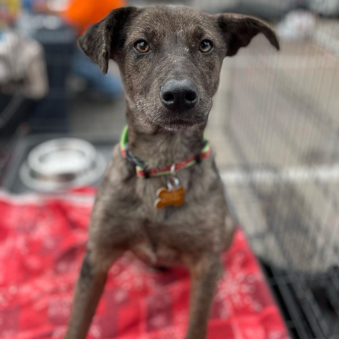 Adorable 10 month old Paisley the Catahula puppy is hoping to make your holidays brighter by bringing her adorable self into your home! Come meet and adopt this cutie today at Petsmart River Park until 3! She’s spayed and ready to go today!!! If you have any questions text (559)267-3607!