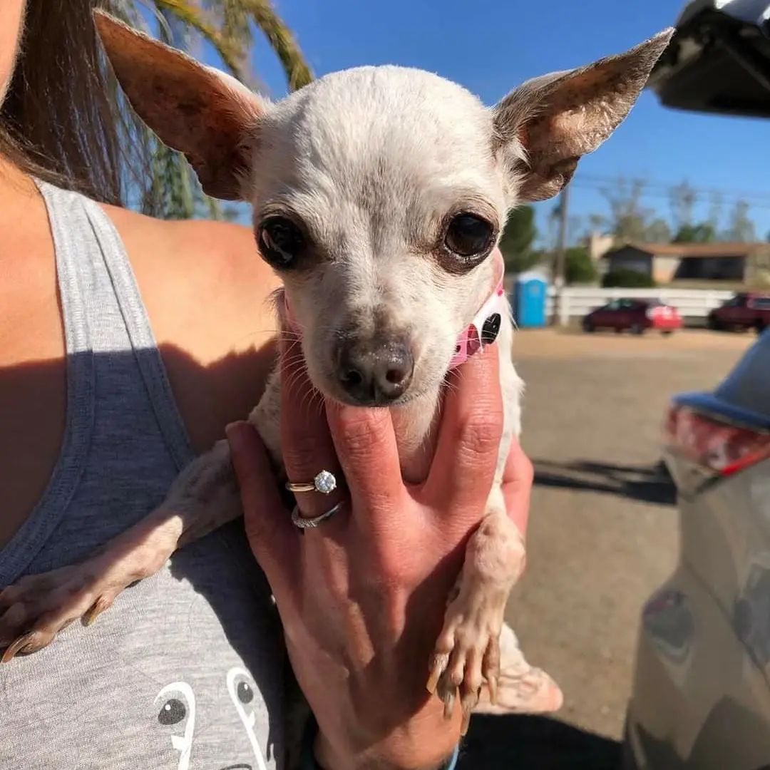 On November 4th, we fulfilled our promise to Frosted Face Carrie.

Carrie was a stray to Long Beach Shelter and they reached out to us for safe exit. Sabrina Chapman had the honor of doing her freedom ride to FFF. 

Carrie was itty bitty teeny weeny and oh so sweet. She buried herself in blankets and observed her new surroundings.  Volunteer, Alanna recalled from our Halloween party, 