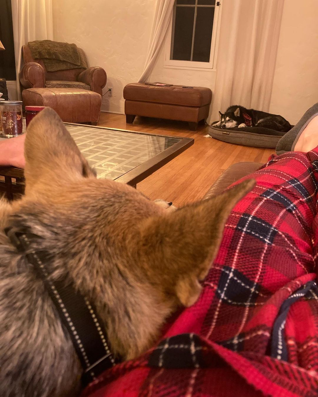 That foster life 👌🏻
.
.
.
<a target='_blank' href='https://www.instagram.com/explore/tags/somanyshepherds/'>#somanyshepherds</a> <a target='_blank' href='https://www.instagram.com/explore/tags/somanyhuskies/'>#somanyhuskies</a> <a target='_blank' href='https://www.instagram.com/explore/tags/makeadifference/'>#makeadifference</a> <a target='_blank' href='https://www.instagram.com/explore/tags/giveback/'>#giveback</a> <a target='_blank' href='https://www.instagram.com/explore/tags/changealife/'>#changealife</a> <a target='_blank' href='https://www.instagram.com/explore/tags/itmaybeyours/'>#itmaybeyours</a>