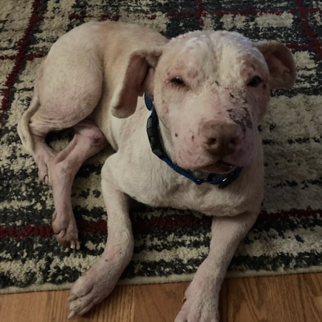 This is the look of a sweet, but not too happy at the moment, Rascal.

He did well Thursday with his multiple surgeries.  In addition to his hemorrhoid removal, neuter and the total ear canal abolition of one ear, Rascal also had to have some badly broken teeth removed.

He is going to have a week or so of on and off difficult recovery, but he's happy soaking up all the love and extra attention. 💜

www.MarleighsFriends.org 

PayPal/Venmo @MarleighsFriends
Zelle 210-831-7919