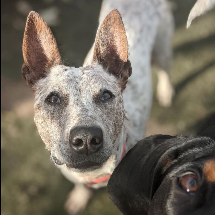 It is Furever Home Friday - and Mick needs to find his furever home!

Look at this awesome pic snagged at his doggy day care. He is SUCH a good boy! How is he still with us?! Mick is a 18 month old Red Heeler/Australian Cattle Dog mix.  Please help us find his furever home! 

Apply for Mick here: https://www.adoptpetrescue.org/adoption-application/?petname=Mick

<a target='_blank' href='https://www.instagram.com/explore/tags/adoptdontshop/'>#adoptdontshop</a> <a target='_blank' href='https://www.instagram.com/explore/tags/rescuedog/'>#rescuedog</a> <a target='_blank' href='https://www.instagram.com/explore/tags/redheeler/'>#redheeler</a> <a target='_blank' href='https://www.instagram.com/explore/tags/heelersofinstagram/'>#heelersofinstagram</a> <a target='_blank' href='https://www.instagram.com/explore/tags/deafdogsrock/'>#deafdogsrock</a> <a target='_blank' href='https://www.instagram.com/explore/tags/australiancattledog/'>#australiancattledog</a> <a target='_blank' href='https://www.instagram.com/explore/tags/adoptpetrescue/'>#adoptpetrescue</a> <a target='_blank' href='https://www.instagram.com/explore/tags/acdofinstagram/'>#acdofinstagram</a>
