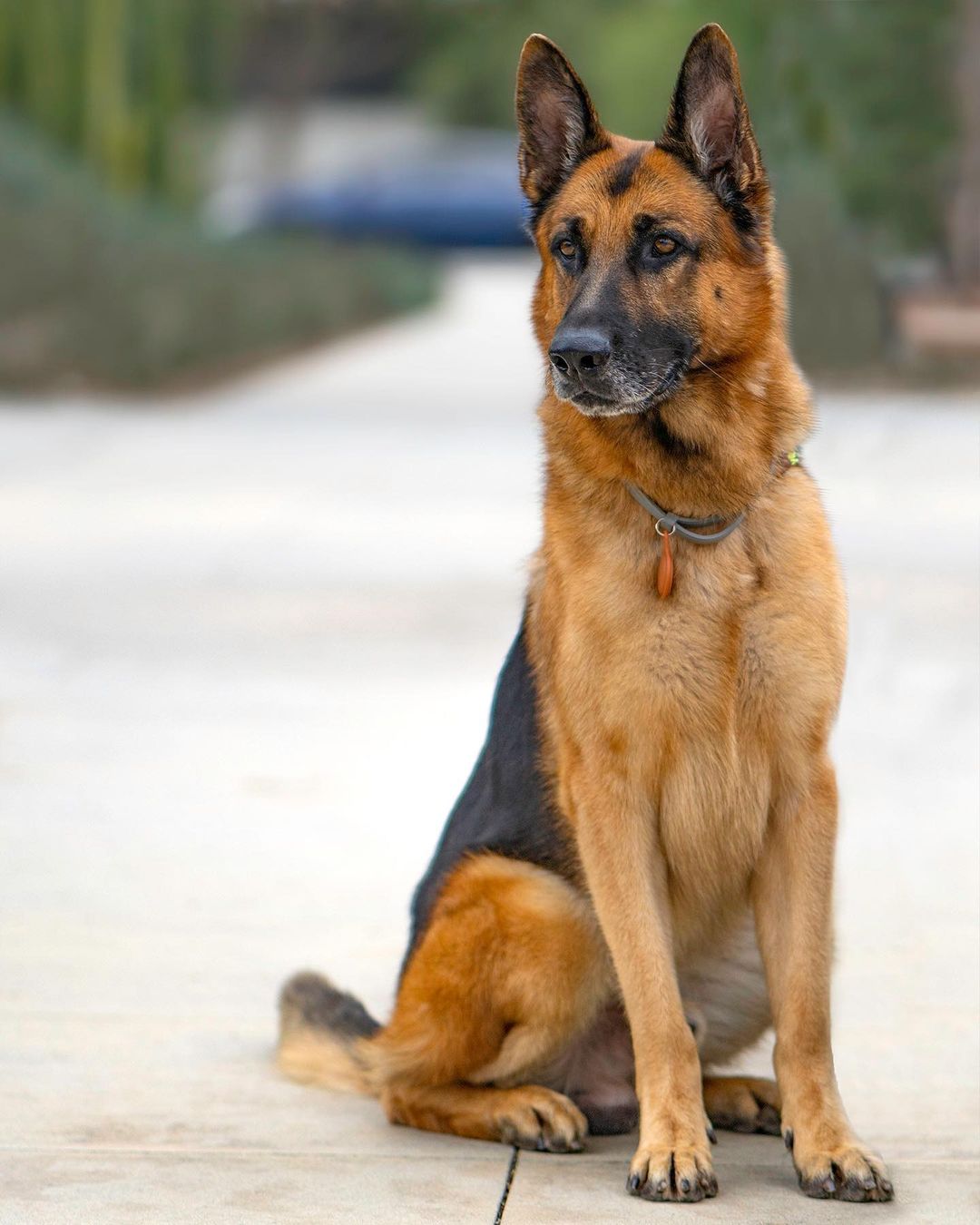 Adopt Legend!!! 🏠 💕✨
・・・
Named after the German Shepherd in the Will Smith film “I am Legend,” this very good boi is truly a star with perfect manners, extreme loyalty, and the most soulful eyes 👀. This 7-year-old boy is 100% house-trained, a perfect balance of mellow at home and excited on walks, and provides more unconditional love than you could ever imagine ❤️. He is healthy and has amazingly clean pearly teeth. Legend walks well on a leash, and enjoys going on a nice walk just as much as being a couch potato at home 🏡. Legend knows sit, stay, and never hesitates to give you his paw to shake. He is friendly towards adults, kids, and strangers alike. In fact, Legend loves meeting and spending time with kids.  If you are looking for a great all-around best pal, look no further than Legend who is patiently awaiting his paw-fect forever home ❣️
・・・
www.adoptapet.com/pet/32754365
(Link in bio)
・・・
<a target='_blank' href='https://www.instagram.com/explore/tags/rescuedogsofinstagram/'>#rescuedogsofinstagram</a> <a target='_blank' href='https://www.instagram.com/explore/tags/forteanimalrescue/'>#forteanimalrescue</a> <a target='_blank' href='https://www.instagram.com/explore/tags/adoptdontshop/'>#adoptdontshop</a> <a target='_blank' href='https://www.instagram.com/explore/tags/rescuedog/'>#rescuedog</a> <a target='_blank' href='https://www.instagram.com/explore/tags/igdogs/'>#igdogs</a> #🐶