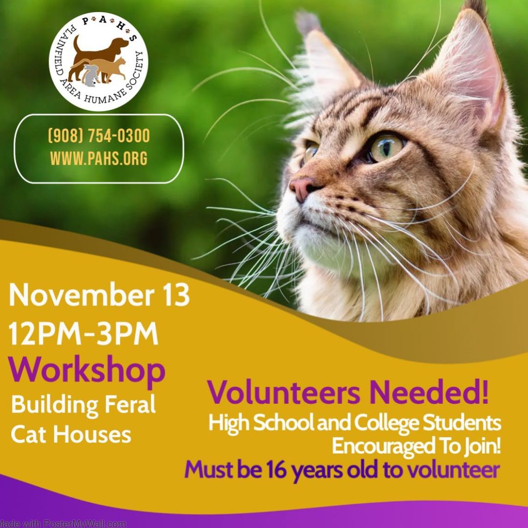 Brrr., it’s getting cold out!! 
We need volunteers to help us build our feral cat houses, on Saturday November 13. <a target='_blank' href='https://www.instagram.com/explore/tags/adoptdontshop/'>#adoptdontshop</a> <a target='_blank' href='https://www.instagram.com/explore/tags/catsofinstagram/'>#catsofinstagram</a> <a target='_blank' href='https://www.instagram.com/explore/tags/feralcats/'>#feralcats</a> <a target='_blank' href='https://www.instagram.com/explore/tags/rescuecats/'>#rescuecats</a>