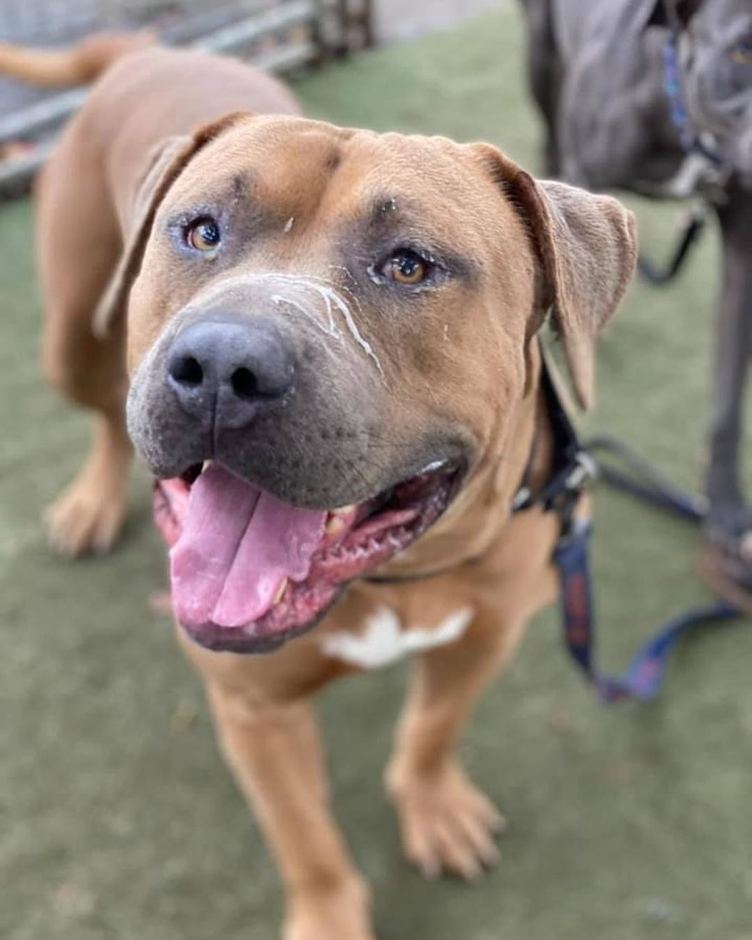 Enzo is super excited to celebrate Slobber Appreciation Day tomorrow!  This ginormous pit bull is absolutely wonderful… and exceptionally slobbery.  He’s friendly, great with other dogs, and quite handsome.  If you’re looking to add a BIG boy to your family, come check Enzo out at Fresno Humane! <a target='_blank' href='https://www.instagram.com/explore/tags/pitbull/'>#pitbull</a> <a target='_blank' href='https://www.instagram.com/explore/tags/pitbullsofinstagram/'>#pitbullsofinstagram</a> <a target='_blank' href='https://www.instagram.com/explore/tags/homeless/'>#homeless</a> <a target='_blank' href='https://www.instagram.com/explore/tags/bestfriend/'>#bestfriend</a> <a target='_blank' href='https://www.instagram.com/explore/tags/webelieveinshelterdogs/'>#webelieveinshelterdogs</a>