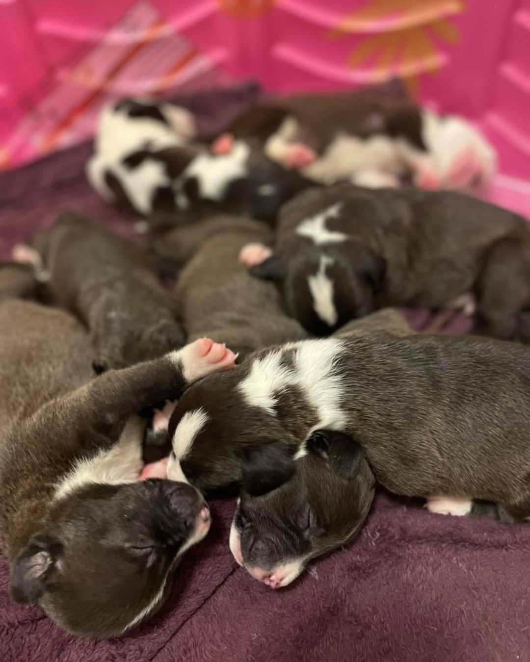 The cutest little puppy piles there ever was 🥰