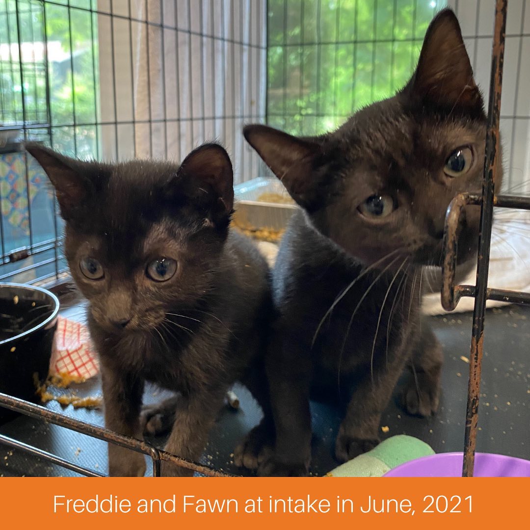 When Furkids rescued Freddie, Fawn and their two sisters from animal control, all four had ringworm and were horribly malnourished. They had the bloated bellies that are prevalent in malnourished babies and were less than half the weight they should've been. Sadly, one sibling passed away pretty quickly, and while the other made it through ringworm treatment, we lost her unexpectedly overnight. But with healing and rehab at Furkids, today Freddie and Fawn sit in our adoption room as miracle babies!! All odds were against any of them surviving, and Freddie and Fawn are still here ready to tell the tale to their future adopters.😻

Our volunteers and staff describe the girls as cuddly and holdable! They love to play and have wonderful purrs. Help us find this miracle bonded pair a home today and apply for their adoption at Furkids.org! 🧡🐾 (Link in bio)