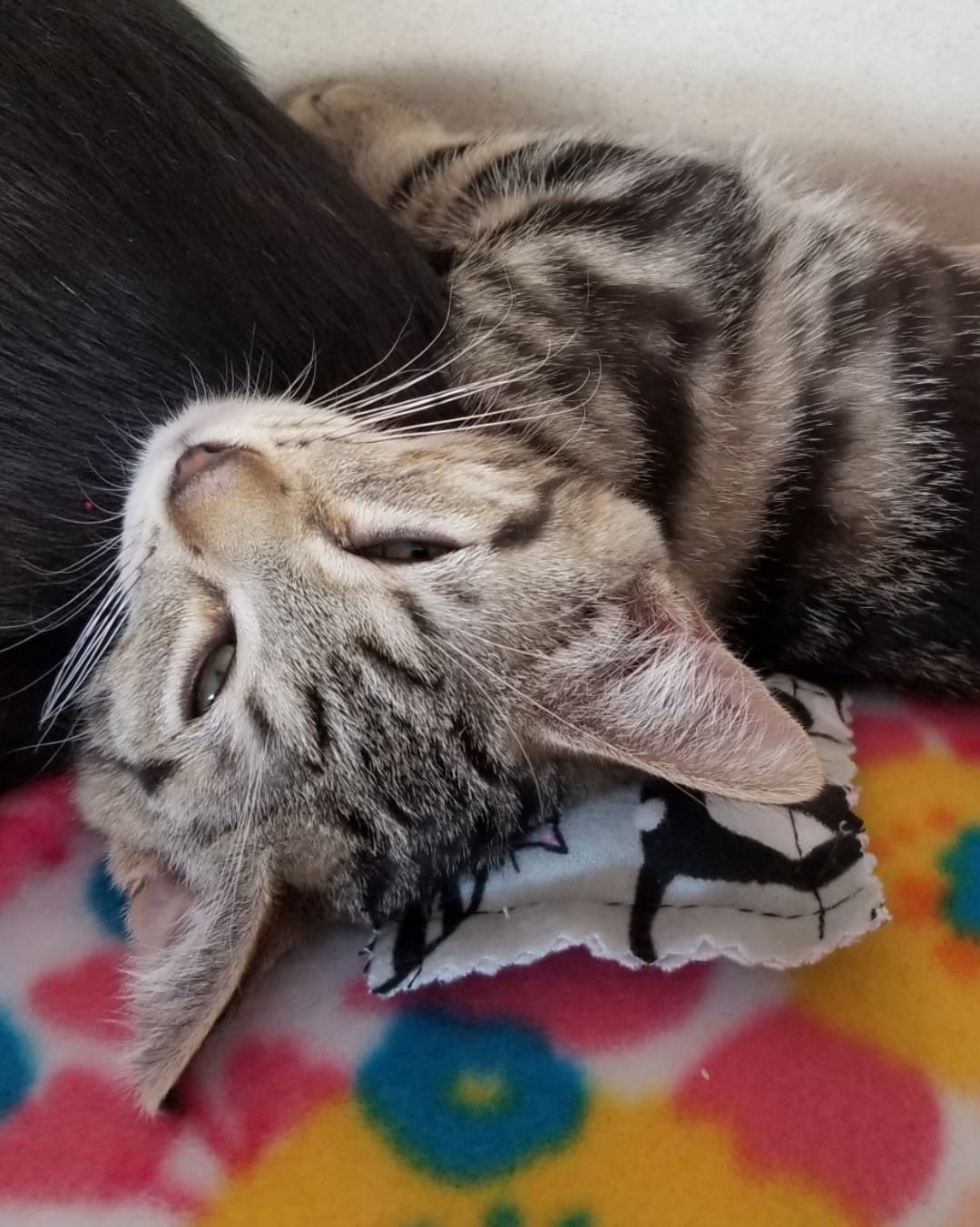 😻 Meet the sweet purrbabies who are in our PETCO Cat Lounge this week 🐱🐈

1️⃣ Bootstrap the tuxie male kitten 
2️⃣ Sparrow the female tabby kitten 
3️⃣ Blackbeard the male baby panther 
4️⃣ Calypso the female panther 
5️⃣ Seymore the male grey tabby kitten 
6️⃣ Belladonna the female baby panther 
7️⃣ Sooni the female tuxie 
8️⃣ Morley the male ginger kitten 
9️⃣ Foxy Loxy the female ginger kitten 
🔟 Ori the female tuxie 

You're invited to come in and interact with these cats and kittens in a comfy cage free living room environment. 
It's a great way to get to know their individual purrsonalities and see who's the best fit for your home 🐾💝🏡

Located inside PETCO Metro 2784 W Peoria Ave in Phoenix. 
Hours: 5:30-7:00pm Monday-Saturday and 5-6:30pm on Sundays. 

If you would like more information about adopting any of these sweethearts just send us an email at: allaboutanimalsaz@gmail.com 

<a target='_blank' href='https://www.instagram.com/explore/tags/allaboutanimalsrescueaz/'>#allaboutanimalsrescueaz</a> <a target='_blank' href='https://www.instagram.com/explore/tags/savealife/'>#savealife</a> <a target='_blank' href='https://www.instagram.com/explore/tags/compassioninaction/'>#compassioninaction</a> <a target='_blank' href='https://www.instagram.com/explore/tags/adoptdontshop/'>#adoptdontshop</a> <a target='_blank' href='https://www.instagram.com/explore/tags/rescuedismyfavoritebreed/'>#rescuedismyfavoritebreed</a> <a target='_blank' href='https://www.instagram.com/explore/tags/rescuefosteradopt/'>#rescuefosteradopt</a> <a target='_blank' href='https://www.instagram.com/explore/tags/fosteringsaveslives/'>#fosteringsaveslives</a> <a target='_blank' href='https://www.instagram.com/explore/tags/thinkadoptionfirst/'>#thinkadoptionfirst</a> <a target='_blank' href='https://www.instagram.com/explore/tags/lovechangeseverything/'>#lovechangeseverything</a> <a target='_blank' href='https://www.instagram.com/explore/tags/allyouneedislove/'>#allyouneedislove</a> <a target='_blank' href='https://www.instagram.com/explore/tags/petcocatlounge/'>#petcocatlounge</a> <a target='_blank' href='https://www.instagram.com/explore/tags/felinetherapy/'>#felinetherapy</a> <a target='_blank' href='https://www.instagram.com/explore/tags/mynewbestfriend/'>#mynewbestfriend</a> <a target='_blank' href='https://www.instagram.com/explore/tags/adoptacat/'>#adoptacat</a> <a target='_blank' href='https://www.instagram.com/explore/tags/adoptakitten/'>#adoptakitten</a> <a target='_blank' href='https://www.instagram.com/explore/tags/catadoptionphoenix/'>#catadoptionphoenix</a> <a target='_blank' href='https://www.instagram.com/explore/tags/purrfection/'>#purrfection</a> <a target='_blank' href='https://www.instagram.com/explore/tags/purrbaby/'>#purrbaby</a> <a target='_blank' href='https://www.instagram.com/explore/tags/rescuecatsrock/'>#rescuecatsrock</a> <a target='_blank' href='https://www.instagram.com/explore/tags/gato/'>#gato</a> <a target='_blank' href='https://www.instagram.com/explore/tags/gatito/'>#gatito</a> <a target='_blank' href='https://www.instagram.com/explore/tags/cuddlebuddy/'>#cuddlebuddy</a> <a target='_blank' href='https://www.instagram.com/explore/tags/felinefun/'>#felinefun</a> <a target='_blank' href='https://www.instagram.com/explore/tags/cutekittens/'>#cutekittens</a> <a target='_blank' href='https://www.instagram.com/explore/tags/kittenadoptionphoenix/'>#kittenadoptionphoenix</a> <a target='_blank' href='https://www.instagram.com/explore/tags/openyourhearttoarescuecat/'>#openyourhearttoarescuecat</a> <a target='_blank' href='https://www.instagram.com/explore/tags/adoptatuxie/'>#adoptatuxie</a> <a target='_blank' href='https://www.instagram.com/explore/tags/adoptagingerkitten/'>#adoptagingerkitten</a> <a target='_blank' href='https://www.instagram.com/explore/tags/adoptablackkitten/'>#adoptablackkitten</a> <a target='_blank' href='https://www.instagram.com/explore/tags/tabbykittens/'>#tabbykittens</a>