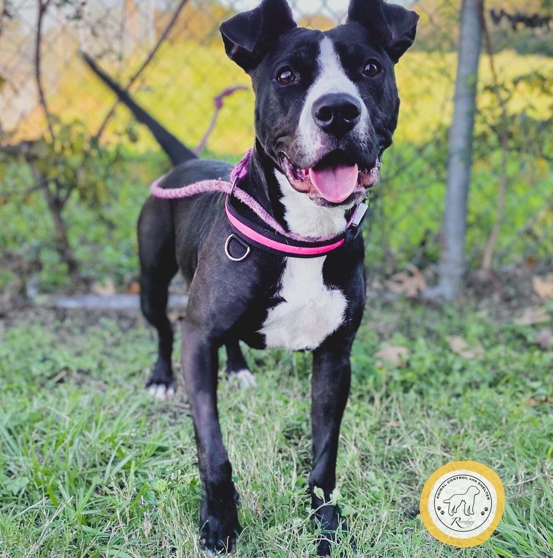 Chiyoko, Miss Ma'am, and Lucas are three awesome pups available NOW at RACS!

🌸 CHIYOKO is a 1 year-old spayed, vaccinated, and chipped female who is heartworm-negative. She's an up-and-coming model open to sharing an Instagram with someone just as pretty. Chiyoko is a real-life heart emoji button programmed to give kisses and hugs continuously. It's adorable.

👩‍🎤 MISS MA'AM is a 1 year-old spayed, vaccinated, and chipped female who is heartworm-negative. She's spunky, she's sweet, and she's ready to stand by your side as you conquer your goals. Miss Ma'am is THE strong, independent, and confident woman you need in your life.

👌 LUCAS is a 5 month-old puppy who is rocking that bowtie. He is also neutered, vaccinated, chipped, and heartworm-negative. Lucas has more charisma than Chuck Norris and that Dos Equis guy combined. We're confident he's on track to become The Most Interesting Dog in the World. 

Um, did we mention adoption fees are only $25 right now? Yeah.

📲 Browse our adoptables:
https://bit.ly/bergshelterpets

📩 Foster: https://buff.ly/3d71HpY
📩 Adopt: https://buff.ly/38X4Bul

💛 Rosenberg Animal Shelter
1207 Blume Road⠀
Rosenberg, Texas 77471
⌚️ 11AM - 6PM M-F, 11AM - 4PM Sat
832-595-3490 (Main Line)
832-449-8624 (Text ONLY Line)
📨 MHARTSELL@ROSENBERGTX.GOV