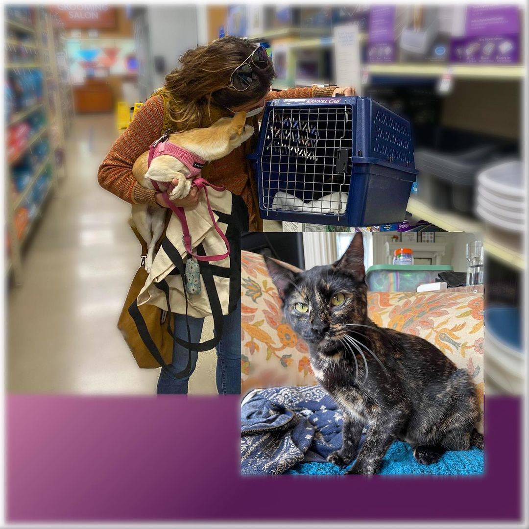 The feeling of adopting your new best friend? Priceless! ⭐️ Here are Earl, Buttercup, Baloo & Honeybear, Nita, Serena, and Wendigo with their adoptive families. 💕
So happy for them all and what a great way to start the “Adopt A Senior Pet” month by seeing our 10 and half years old Earl snuggling with his new mama Anita. 

Thank You 🙏🏻 to all the volunteers, fosters, and adopters who made our Adoption Event at PetSmart a great success 👏🏻. 7 cats 🐾 were adopted that day and we received 11 additional applications that are being worked on.🙌

Each of these cats and kittens has its own unique story and came from different shelters/animal control.  Often we do not have their background but what we know is that because of the hard work of the FFF village, they can start a new chapter. And that makes us all proud and emotionally rewarded 🥰

Congratulations to the adopters and best wishes for a great holiday season and many years to come. 💗