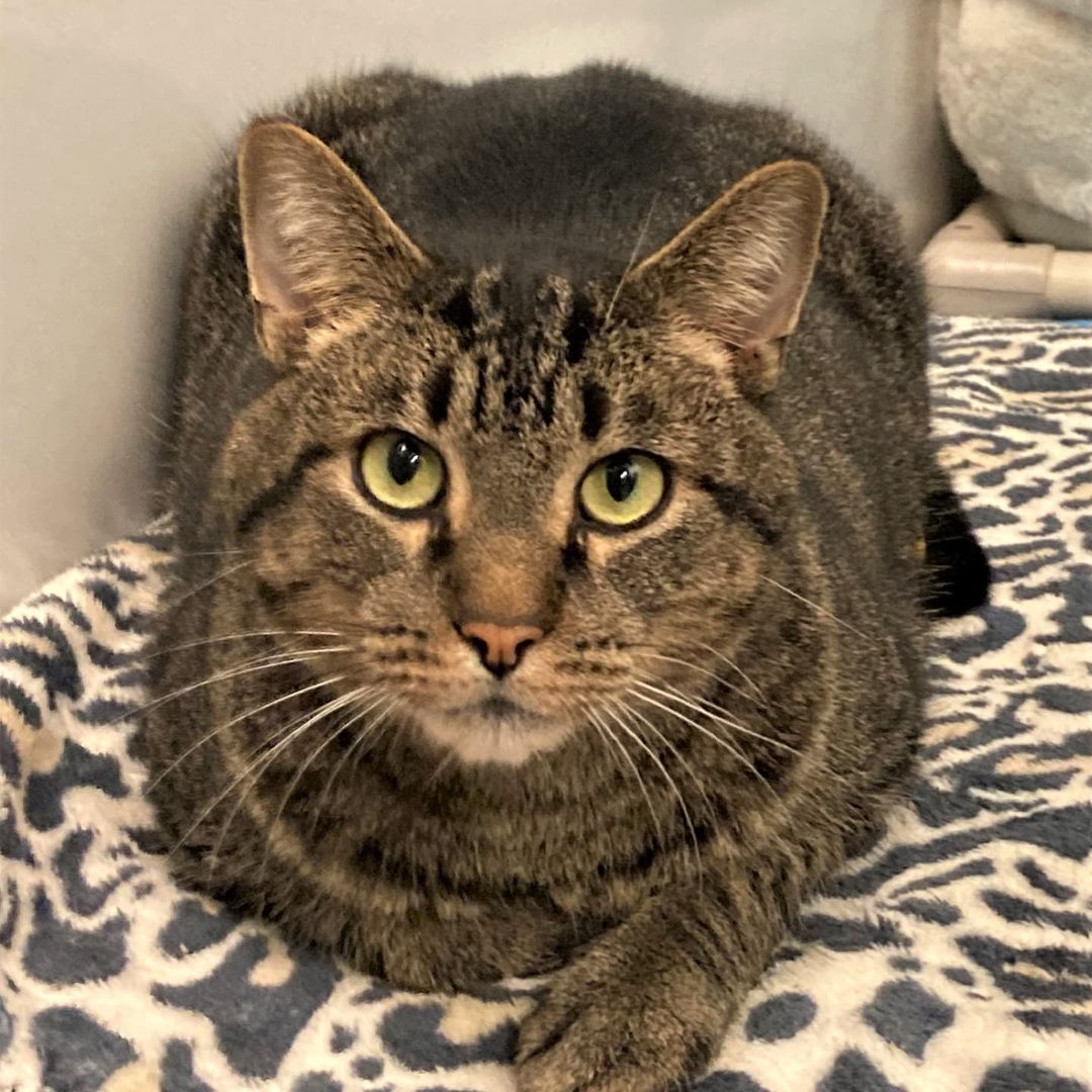 Tigger 
Domestic Shorthair, Born in 2016, Brown Tabby, Neutered male. 

Hi everyone. A big brown tabby boy named Tigger is waiting to meet you! Yes, I'm 14-pounds + of tabby love! I'm pretty easy-going and adjusted quickly when I got to C.A.R.E. I'm an all-around good guy, just ask the C.A.R.E. volunteers. Classic brown tabbystripes and green eyes - that's my package. Purr-sonality-wise,  I'm friendly to everyone, affectionate and playful. May I get into your lap please? I will come out to meet anyone who visits me. If you brush me, I will like that and we can bond. Winter is coming, so I recommend you get yourself a lap warmer now. How can you say no to this face? Lets do this!

Adoption Information:
Adoption Fee: $150. 
This cat is microchipped, neutered, and has had a full veterinary checkup and vaccines.
To get more info please fill out our online adoption survey. Surveys are responded to in  order, so don't miss out!
carenorthshore.org/cat-adoption-survey

<a target='_blank' href='https://www.instagram.com/explore/tags/carenorthshore/'>#carenorthshore</a>
<a target='_blank' href='https://www.instagram.com/explore/tags/chicagonorthshore/'>#chicagonorthshore</a> <a target='_blank' href='https://www.instagram.com/explore/tags/Skokie/'>#Skokie</a> <a target='_blank' href='https://www.instagram.com/explore/tags/Evanston/'>#Evanston</a> <a target='_blank' href='https://www.instagram.com/explore/tags/lincolnwood/'>#lincolnwood</a> <a target='_blank' href='https://www.instagram.com/explore/tags/Glenview/'>#Glenview</a> <a target='_blank' href='https://www.instagram.com/explore/tags/wilmette/'>#wilmette</a> <a target='_blank' href='https://www.instagram.com/explore/tags/adoptablepets/'>#adoptablepets</a> <a target='_blank' href='https://www.instagram.com/explore/tags/adoptdontshop/'>#adoptdontshop</a> <a target='_blank' href='https://www.instagram.com/explore/tags/petfinder/'>#petfinder</a> <a target='_blank' href='https://www.instagram.com/explore/tags/cats/'>#cats</a> <a target='_blank' href='https://www.instagram.com/explore/tags/catsofinstagram/'>#catsofinstagram</a> <a target='_blank' href='https://www.instagram.com/explore/tags/cats_of_instagram/'>#cats_of_instagram</a> <a target='_blank' href='https://www.instagram.com/explore/tags/catsofinstagram/'>#catsofinstagram</a>
<a target='_blank' href='https://www.instagram.com/explore/tags/tabbycats/'>#tabbycats</a> <a target='_blank' href='https://www.instagram.com/explore/tags/tabbycatsofinstagram/'>#tabbycatsofinstagram</a>