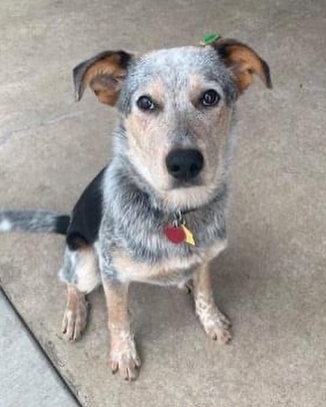 Hi Everyone! ￼We have a lot of new arrivals this morning from Texas ❤️ We are excited to welcome these new animals to Colorado! They will be available to meet TODAY at the Glendale Petsmart at 4300 E. Alameda Ave. from 11 AM to 3 PM. ￼￼
We are looking for FOSTER-TO-ADOPT homes and a few FOSTERS!