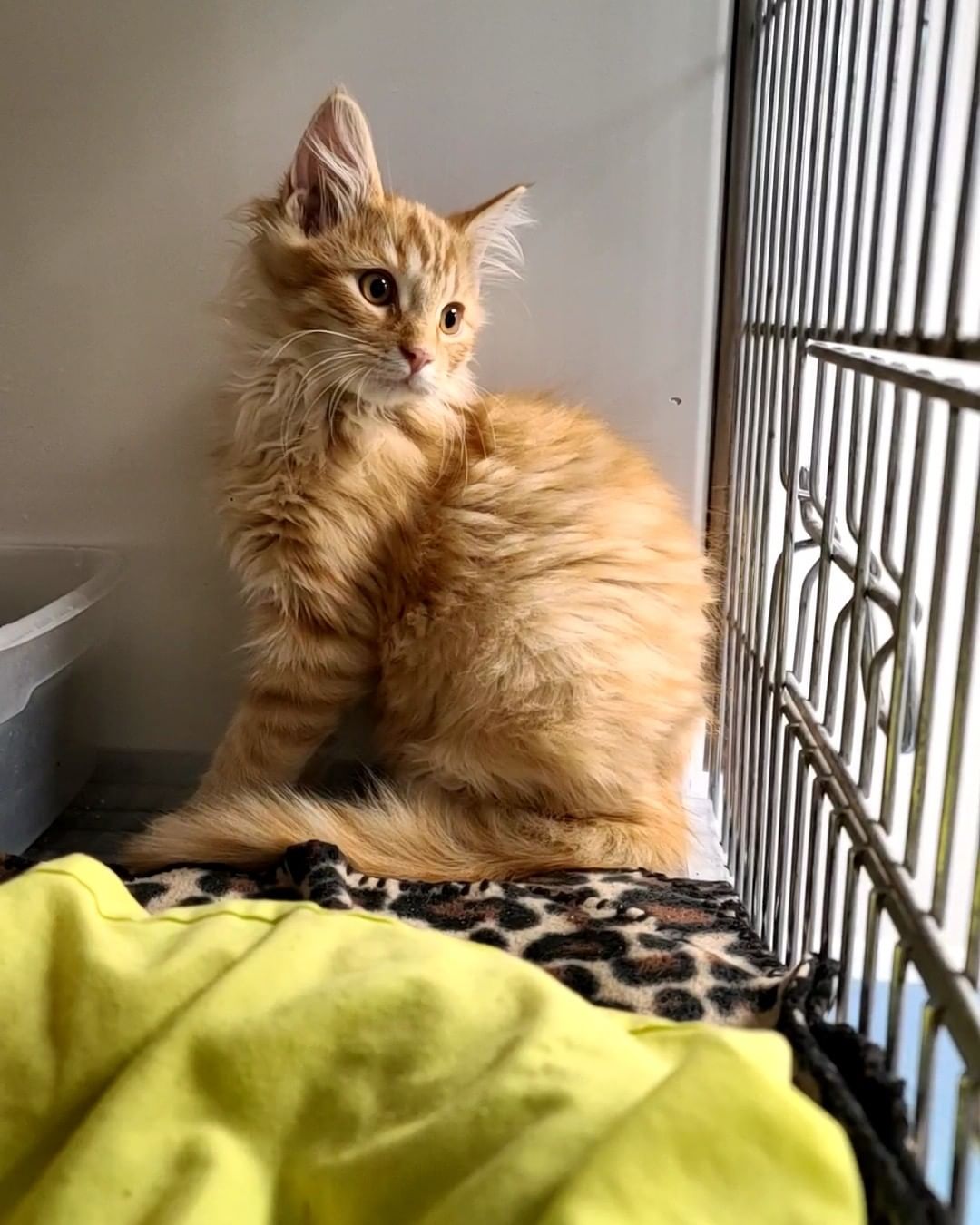 Did you think Nacho was adorable? Well then, meet his siblings Cheddar (Long hair), Colby, & their sister Brie (Torti)! They're all available for their forever homes!

All of our cats are spayed/neutered, tested for FIV/FeLV, flea treated, dewormed, and have had their age appropriate vaccines.