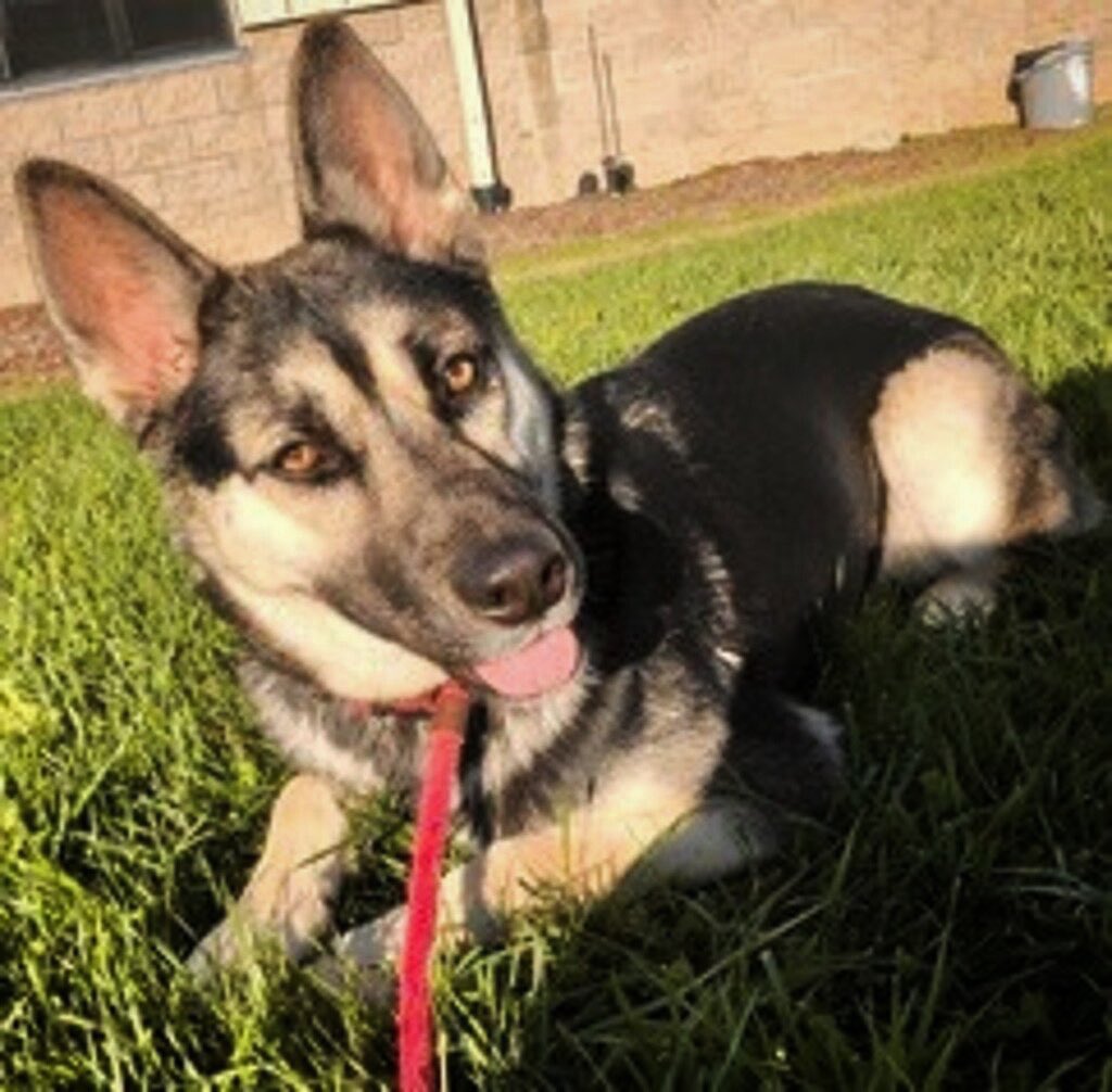 UPDATE-ADOPTED!!!
Hi, my name is Moon, and I'm a gorgeous young German Shepherd. I'm somewhat bashful, and often retreat to the interior of the kennel when the shelter noise becomes too much for me. If you're looking for a guard dog, I'm probably not your girl, but if you'd prefer a loving family dog that adores belly rubs, look no further! Volunteers say that it just takes a few minutes of sitting with me in the kennel to win my trust, followed by me plopping down for a snuggle. I am housebroken and likely would get along with other family pets, given my sweet and submissive nature. Please come down to the shelter to meet me soon!