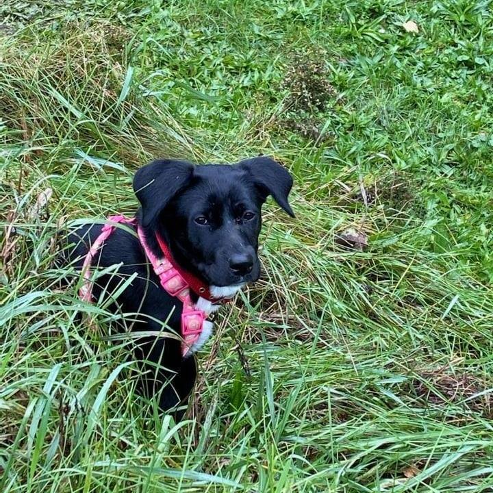 ** Available for Adoption ** 

Lacey is accepting applications for adoption. As she is resting from her tail amputation surgery tomorrow, she will be keeping a close eye on her emails and hoping that one of them might be from her new family. 

Lacey is a 5 month old Black Labrador cross. She loves her cuddle time and gets along well with both animals and people. She has been working hard on learning house training and basic obedience with her foster home.

On arrival, Lacey had a broken tail. Our vet team recommended that amputation was the best choice for Lacey based on the damage. Tomorrow she is going for surgery! Wish her a speedy recovery.

<a target='_blank' href='https://www.instagram.com/explore/tags/outrunrescue/'>#outrunrescue</a> <a target='_blank' href='https://www.instagram.com/explore/tags/outrunanimalrehabilitationcenter/'>#outrunanimalrehabilitationcenter</a> <a target='_blank' href='https://www.instagram.com/explore/tags/donate/'>#donate</a> <a target='_blank' href='https://www.instagram.com/explore/tags/donatetoday/'>#donatetoday</a> <a target='_blank' href='https://www.instagram.com/explore/tags/adoptdontshop/'>#adoptdontshop</a> <a target='_blank' href='https://www.instagram.com/explore/tags/rescuedog/'>#rescuedog</a> <a target='_blank' href='https://www.instagram.com/explore/tags/rescuepup/'>#rescuepup</a> <a target='_blank' href='https://www.instagram.com/explore/tags/dog/'>#dog</a> <a target='_blank' href='https://www.instagram.com/explore/tags/rescuedismyfavouritebreed/'>#rescuedismyfavouritebreed</a> <a target='_blank' href='https://www.instagram.com/explore/tags/animalrescue/'>#animalrescue</a> <a target='_blank' href='https://www.instagram.com/explore/tags/sponsorship/'>#sponsorship</a> <a target='_blank' href='https://www.instagram.com/explore/tags/sponsorananimal/'>#sponsorananimal</a> <a target='_blank' href='https://www.instagram.com/explore/tags/simcoecounty/'>#simcoecounty</a> <a target='_blank' href='https://www.instagram.com/explore/tags/alliston/'>#alliston</a> <a target='_blank' href='https://www.instagram.com/explore/tags/Lisle/'>#Lisle</a> <a target='_blank' href='https://www.instagram.com/explore/tags/tottenham/'>#tottenham</a> <a target='_blank' href='https://www.instagram.com/explore/tags/loretto/'>#loretto</a> <a target='_blank' href='https://www.instagram.com/explore/tags/beeton/'>#beeton</a> <a target='_blank' href='https://www.instagram.com/explore/tags/humpday/'>#humpday</a> <a target='_blank' href='https://www.instagram.com/explore/tags/woofwednesday/'>#woofwednesday</a> <a target='_blank' href='https://www.instagram.com/explore/tags/wetnosewednesday/'>#wetnosewednesday</a>  <a target='_blank' href='https://www.instagram.com/explore/tags/fosterssavelives/'>#fosterssavelives</a>  <a target='_blank' href='https://www.instagram.com/explore/tags/ittakesavillage/'>#ittakesavillage</a>