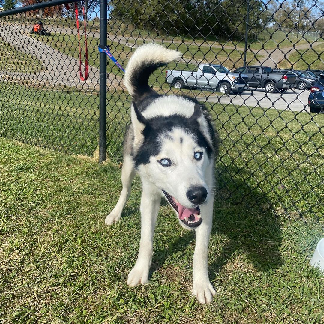 Meet Mulaney! It took us two weeks to get a non-blurry photo of this guy because he is 💯 energy. He has all the ingredients of a textbook husky: handsome, talkative, crazy, silly, and treat motivated. This boy needs a home that will teach him rules and boundaries with the help of treats and the payout will be one amazing dog! If you’re looking for your own little comedian, apply for Mulaney today!

<a target='_blank' href='https://www.instagram.com/explore/tags/adoptdontshop/'>#adoptdontshop</a> <a target='_blank' href='https://www.instagram.com/explore/tags/adoptme/'>#adoptme</a> <a target='_blank' href='https://www.instagram.com/explore/tags/siberianhusky/'>#siberianhusky</a> <a target='_blank' href='https://www.instagram.com/explore/tags/husky/'>#husky</a> <a target='_blank' href='https://www.instagram.com/explore/tags/mulaney/'>#mulaney</a> <a target='_blank' href='https://www.instagram.com/explore/tags/energizerbunny/'>#energizerbunny</a> <a target='_blank' href='https://www.instagram.com/explore/tags/huskyrescue/'>#huskyrescue</a> <a target='_blank' href='https://www.instagram.com/explore/tags/fosterdog/'>#fosterdog</a>