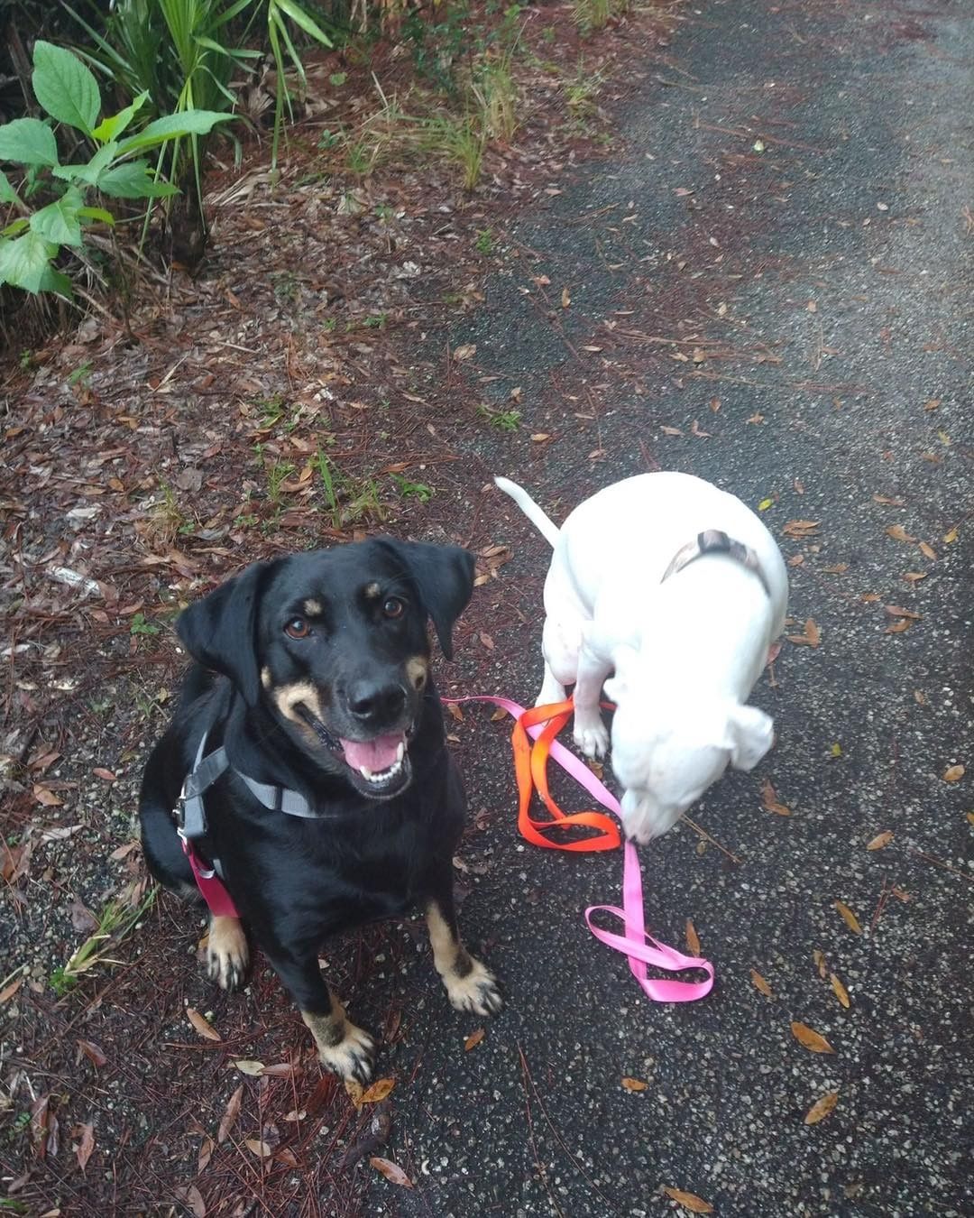 Dixie! 

Hiking with her foster parents and brother 🐾

Than hanging out at Susie Q’s 🐾❤️

Dixie will be at petsmart adoption event! Please reach out if interested in meeting her ❤️🐾❤️