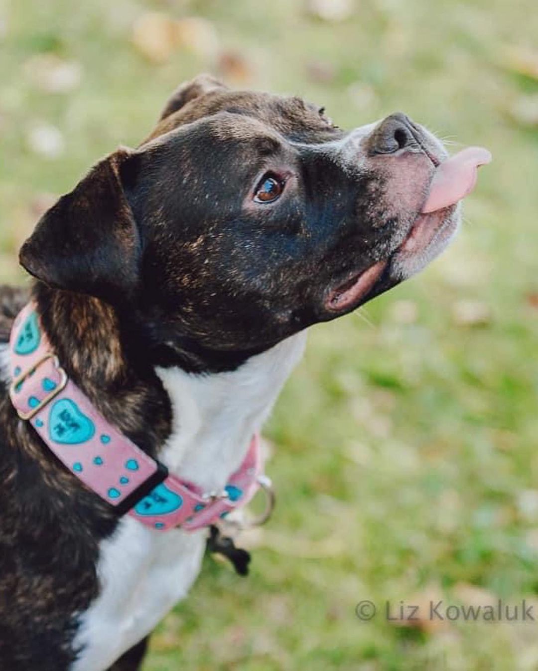 Happy Rosie girl!!! 🌹🥰 Check out these beautiful shots by @rocpetportraits! Swipe for underbite 🐶😜
Rosie will be up for adoption soon! Fill out an app on our website to get ahead of the game!! <a target='_blank' href='https://www.instagram.com/explore/tags/linkinbio/'>#linkinbio</a>