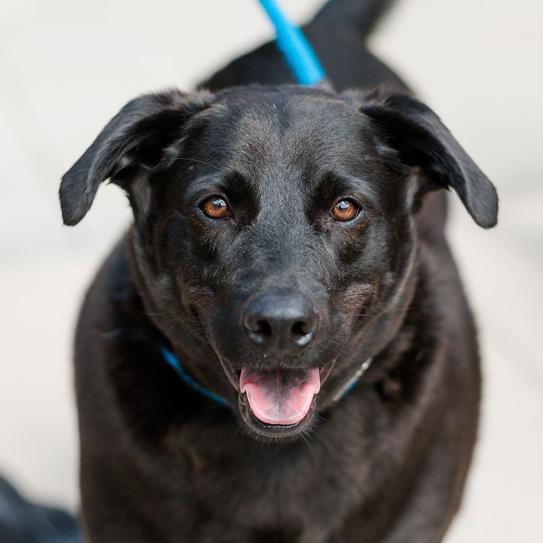 How handsome is Juju? He's a 3-year-old Labrador Retriever and although we don't know much about his history, his future could be with you! 
Come meet Juju and our other big dogs today, many whose fees are just $25 to entirely covered! <a target='_blank' href='https://www.instagram.com/explore/tags/AdoptDontShop/'>#AdoptDontShop</a>