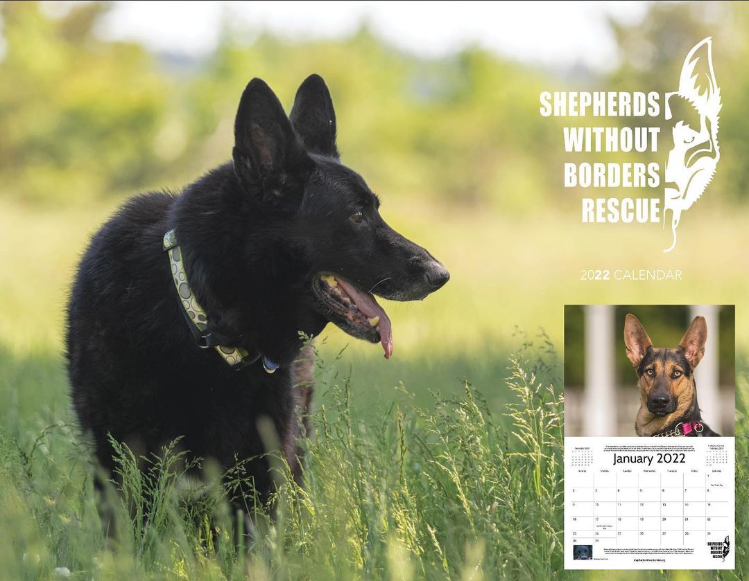 🚨2022 Calendars Are Here! 🚨

Pre-order your calendar today at https://shepherdswithoutborders.org/store/ or visit the link in our bio to take advantage of the pre-sale price!

Each purchase helps to feed, vet and buy supplies for every dog that is rescued. THANK YOU for helping us help German Shepherds who have no voice.
 
<a target='_blank' href='https://www.instagram.com/explore/tags/savealife/'>#savealife</a> <a target='_blank' href='https://www.instagram.com/explore/tags/adopt/'>#adopt</a> <a target='_blank' href='https://www.instagram.com/explore/tags/dog/'>#dog</a> <a target='_blank' href='https://www.instagram.com/explore/tags/rescuedog/'>#rescuedog</a> <a target='_blank' href='https://www.instagram.com/explore/tags/rescuedogsofinstagram/'>#rescuedogsofinstagram</a> <a target='_blank' href='https://www.instagram.com/explore/tags/germanshepherd/'>#germanshepherd</a> <a target='_blank' href='https://www.instagram.com/explore/tags/dogoftheday/'>#dogoftheday</a> <a target='_blank' href='https://www.instagram.com/explore/tags/gsdfeature/'>#gsdfeature</a> <a target='_blank' href='https://www.instagram.com/explore/tags/gsd/'>#gsd</a> <a target='_blank' href='https://www.instagram.com/explore/tags/puppy/'>#puppy</a> <a target='_blank' href='https://www.instagram.com/explore/tags/foster/'>#foster</a> <a target='_blank' href='https://www.instagram.com/explore/tags/volunteer/'>#volunteer</a> <a target='_blank' href='https://www.instagram.com/explore/tags/dogrescue/'>#dogrescue</a> <a target='_blank' href='https://www.instagram.com/explore/tags/petstagram/'>#petstagram</a> <a target='_blank' href='https://www.instagram.com/explore/tags/gsdsofinstagram/'>#gsdsofinstagram</a> <a target='_blank' href='https://www.instagram.com/explore/tags/pnwgsd/'>#pnwgsd</a> <a target='_blank' href='https://www.instagram.com/explore/tags/germanshepherddaily/'>#germanshepherddaily</a> <a target='_blank' href='https://www.instagram.com/explore/tags/dogsofig/'>#dogsofig</a> <a target='_blank' href='https://www.instagram.com/explore/tags/dogsofinstagram/'>#dogsofinstagram</a> <a target='_blank' href='https://www.instagram.com/explore/tags/gsdlife/'>#gsdlife</a> <a target='_blank' href='https://www.instagram.com/explore/tags/gsd_feature/'>#gsd_feature</a> <a target='_blank' href='https://www.instagram.com/explore/tags/k9/'>#k9</a> <a target='_blank' href='https://www.instagram.com/explore/tags/rescue/'>#rescue</a> <a target='_blank' href='https://www.instagram.com/explore/tags/rescuedogsoffacebook/'>#rescuedogsoffacebook</a> <a target='_blank' href='https://www.instagram.com/explore/tags/dogsoffacebook/'>#dogsoffacebook</a> <a target='_blank' href='https://www.instagram.com/explore/tags/2022calendar/'>#2022calendar</a> <a target='_blank' href='https://www.instagram.com/explore/tags/germanshepherdcalendar/'>#germanshepherdcalendar</a> <a target='_blank' href='https://www.instagram.com/explore/tags/rescuedogcalendar/'>#rescuedogcalendar</a>