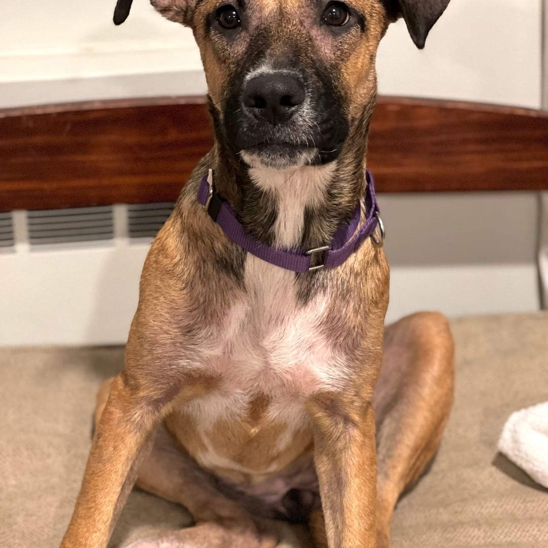 So much love to share! Harper is an approx 6-month-old, 40 lb house-trained Shepherd/Hound mix (best guess!) who is just the sweetest little girl. Her Long Island foster mom says, 