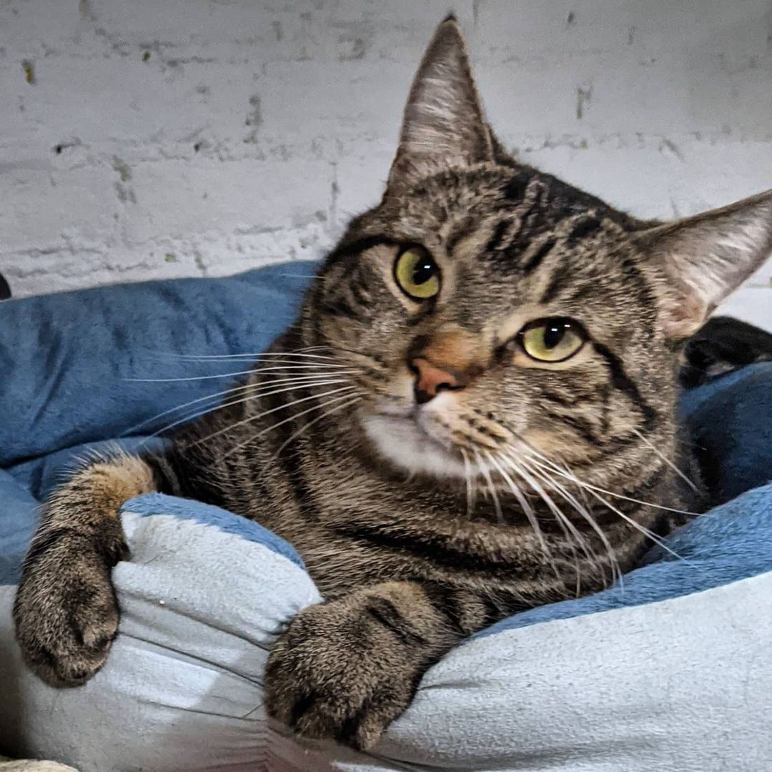 Happy Friday from the lovable, sweet, gentle, handsome Huggles 😻 Come meet this charming teddy bear this weekend at Ollie's Place 🧸

🕓 Hours:

M-F: 6-8pm
Weekends: 12-5pm
😺❤️ 

For donations:
Amazon Wish List:
https://www.amazon.com/hz/wishlist/ls/31R89PFPJOXUJ

Chewy Wish List:
https://www.chewy.com/g/mighty-muttsollies-place_b86125704

Venmo:
@MightyMutts 

Or call our local pet shop 'Whiskers' to donate to the Ollie's account: (212) 979-2532

<a target='_blank' href='https://www.instagram.com/explore/tags/olliesplace/'>#olliesplace</a> <a target='_blank' href='https://www.instagram.com/explore/tags/mightymutts/'>#mightymutts</a> <a target='_blank' href='https://www.instagram.com/explore/tags/adoptdontshop/'>#adoptdontshop</a> <a target='_blank' href='https://www.instagram.com/explore/tags/purrfect/'>#purrfect</a> <a target='_blank' href='https://www.instagram.com/explore/tags/handsome/'>#handsome</a> <a target='_blank' href='https://www.instagram.com/explore/tags/adoptme/'>#adoptme</a> <a target='_blank' href='https://www.instagram.com/explore/tags/catsofinstagram/'>#catsofinstagram</a> <a target='_blank' href='https://www.instagram.com/explore/tags/cats/'>#cats</a>
<a target='_blank' href='https://www.instagram.com/explore/tags/cats_of_instagram/'>#cats_of_instagram</a> <a target='_blank' href='https://www.instagram.com/explore/tags/catstagram/'>#catstagram</a> <a target='_blank' href='https://www.instagram.com/explore/tags/catsofig/'>#catsofig</a> <a target='_blank' href='https://www.instagram.com/explore/tags/catoftheday/'>#catoftheday</a> <a target='_blank' href='https://www.instagram.com/explore/tags/pictureoftheday/'>#pictureoftheday</a> <a target='_blank' href='https://www.instagram.com/explore/tags/beautiful/'>#beautiful</a> <a target='_blank' href='https://www.instagram.com/explore/tags/eastvillage/'>#eastvillage</a> <a target='_blank' href='https://www.instagram.com/explore/tags/nyc/'>#nyc</a>  <a target='_blank' href='https://www.instagram.com/explore/tags/newyorkcity/'>#newyorkcity</a>