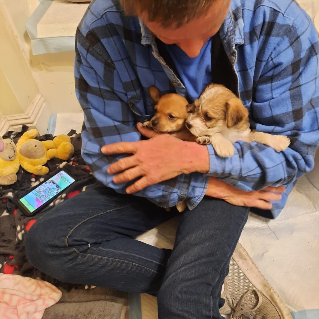 Puppy update 
These two cry a lot for their mommy. They're pretty sweet and uber cute. We're hoping we can get the mom to help them feel more comfortable and then return her spayed so there will be no more 