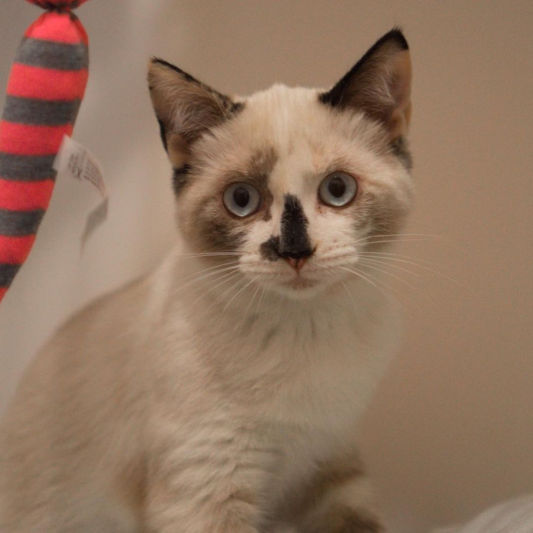 Ella is around 5 months old, sweet and a little shy in the beginning. We think she may be a ragdoll or medium hair siamese mix of a cat. She is playful with other kittens once she has gotten a chance to know them. She is chill and likes to watch people from atop the cat tree. She enjoys being petted while sitting in your lap. 

To adopt, please fill out an adoption application at https://www.threepawsrescue.org/adoption-application/

For information about adoption fee, please visit https://www.threepawsrescue.org/adoption-fees/

To learn about the adoption process, please visit https://www.threepawsrescue.org/adoption-process/

<a target='_blank' href='https://www.instagram.com/explore/tags/adoptdontshop/'>#adoptdontshop</a> <a target='_blank' href='https://www.instagram.com/explore/tags/adopt/'>#adopt</a> <a target='_blank' href='https://www.instagram.com/explore/tags/adoptme/'>#adoptme</a> <a target='_blank' href='https://www.instagram.com/explore/tags/fosteringsaveslives/'>#fosteringsaveslives</a> <a target='_blank' href='https://www.instagram.com/explore/tags/cats/'>#cats</a> <a target='_blank' href='https://www.instagram.com/explore/tags/catsofinstagram/'>#catsofinstagram</a> <a target='_blank' href='https://www.instagram.com/explore/tags/catscatscats/'>#catscatscats</a> <a target='_blank' href='https://www.instagram.com/explore/tags/adoptacat/'>#adoptacat</a> <a target='_blank' href='https://www.instagram.com/explore/tags/catstagram/'>#catstagram</a> <a target='_blank' href='https://www.instagram.com/explore/tags/adoptable/'>#adoptable</a> <a target='_blank' href='https://www.instagram.com/explore/tags/atlanta/'>#atlanta</a> <a target='_blank' href='https://www.instagram.com/explore/tags/atl/'>#atl</a> <a target='_blank' href='https://www.instagram.com/explore/tags/atlcat/'>#atlcat</a> <a target='_blank' href='https://www.instagram.com/explore/tags/rescuecat/'>#rescuecat</a> <a target='_blank' href='https://www.instagram.com/explore/tags/rescuedismyfavoritebreed/'>#rescuedismyfavoritebreed</a> <a target='_blank' href='https://www.instagram.com/explore/tags/rescuecatsofinstagram/'>#rescuecatsofinstagram</a> <a target='_blank' href='https://www.instagram.com/explore/tags/catsofig/'>#catsofig</a> <a target='_blank' href='https://www.instagram.com/explore/tags/catsofinsta/'>#catsofinsta</a> <a target='_blank' href='https://www.instagram.com/explore/tags/atlantacat/'>#atlantacat</a> <a target='_blank' href='https://www.instagram.com/explore/tags/catsofatlanta/'>#catsofatlanta</a> <a target='_blank' href='https://www.instagram.com/explore/tags/catsofatl/'>#catsofatl</a> <a target='_blank' href='https://www.instagram.com/explore/tags/atlantarescuecats/'>#atlantarescuecats</a> <a target='_blank' href='https://www.instagram.com/explore/tags/rescuecatsofatlanta/'>#rescuecatsofatlanta</a> <a target='_blank' href='https://www.instagram.com/explore/tags/kitty/'>#kitty</a> <a target='_blank' href='https://www.instagram.com/explore/tags/threepawsrescue/'>#threepawsrescue</a>