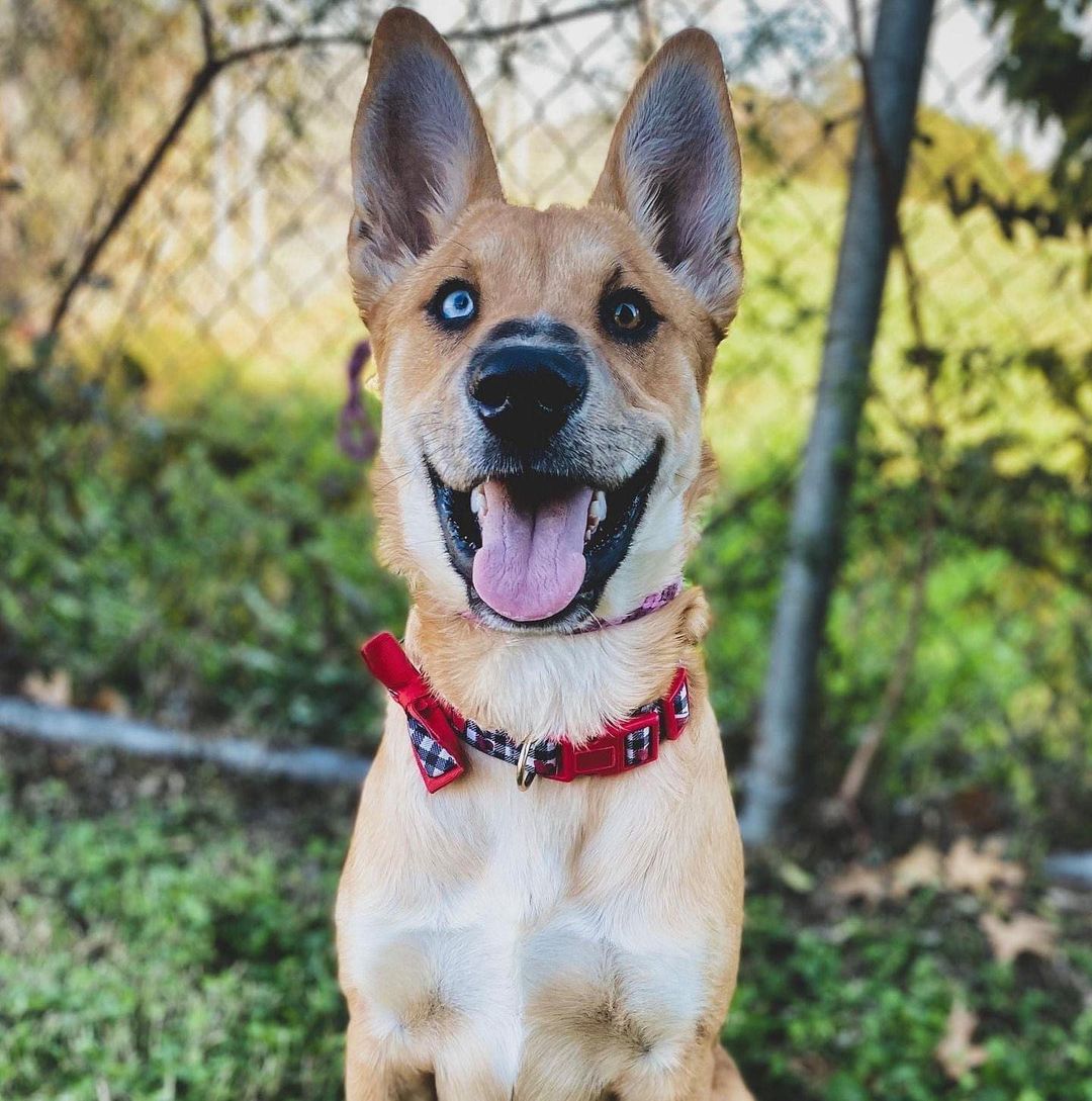 Chiyoko, Miss Ma'am, and Lucas are three awesome pups available NOW at RACS!

🌸 CHIYOKO is a 1 year-old spayed, vaccinated, and chipped female who is heartworm-negative. She's an up-and-coming model open to sharing an Instagram with someone just as pretty. Chiyoko is a real-life heart emoji button programmed to give kisses and hugs continuously. It's adorable.

👩‍🎤 MISS MA'AM is a 1 year-old spayed, vaccinated, and chipped female who is heartworm-negative. She's spunky, she's sweet, and she's ready to stand by your side as you conquer your goals. Miss Ma'am is THE strong, independent, and confident woman you need in your life.

👌 LUCAS is a 5 month-old puppy who is rocking that bowtie. He is also neutered, vaccinated, chipped, and heartworm-negative. Lucas has more charisma than Chuck Norris and that Dos Equis guy combined. We're confident he's on track to become The Most Interesting Dog in the World. 

Um, did we mention adoption fees are only $25 right now? Yeah.

📲 Browse our adoptables:
https://bit.ly/bergshelterpets

📩 Foster: https://buff.ly/3d71HpY
📩 Adopt: https://buff.ly/38X4Bul

💛 Rosenberg Animal Shelter
1207 Blume Road⠀
Rosenberg, Texas 77471
⌚️ 11AM - 6PM M-F, 11AM - 4PM Sat
832-595-3490 (Main Line)
832-449-8624 (Text ONLY Line)
📨 MHARTSELL@ROSENBERGTX.GOV