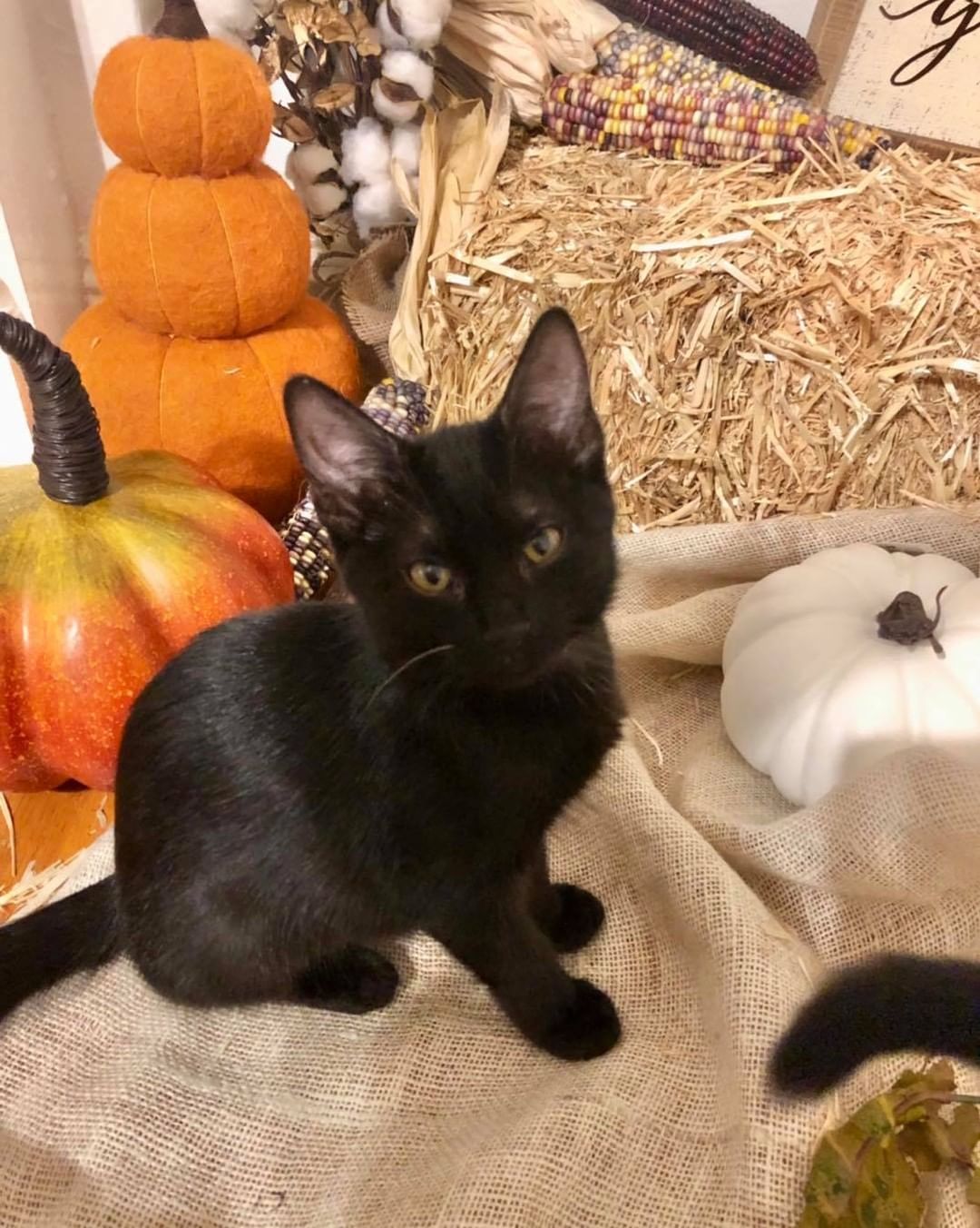 Our tenth black kitty for November is Penelope! She loves to snuggle and play with her siblings. She also loves to sit in your lap and make biscuits. Her favorite thing to do is to steal foster mom’s heating pad when she gets up from her chair 😹 Penelope is about 4 months old, spayed, FIV/FELV negative and up to date on vaccines. To put in an application click on the link below.

https://www.sbanimalrescue.org/adopt