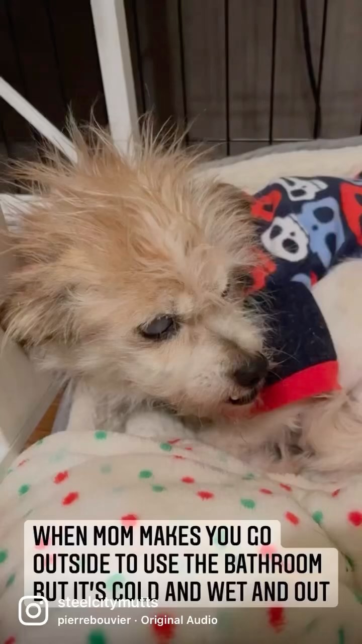 Forever foster Tink isn’t thrilled with the weather!

 The vision of our senior program, 