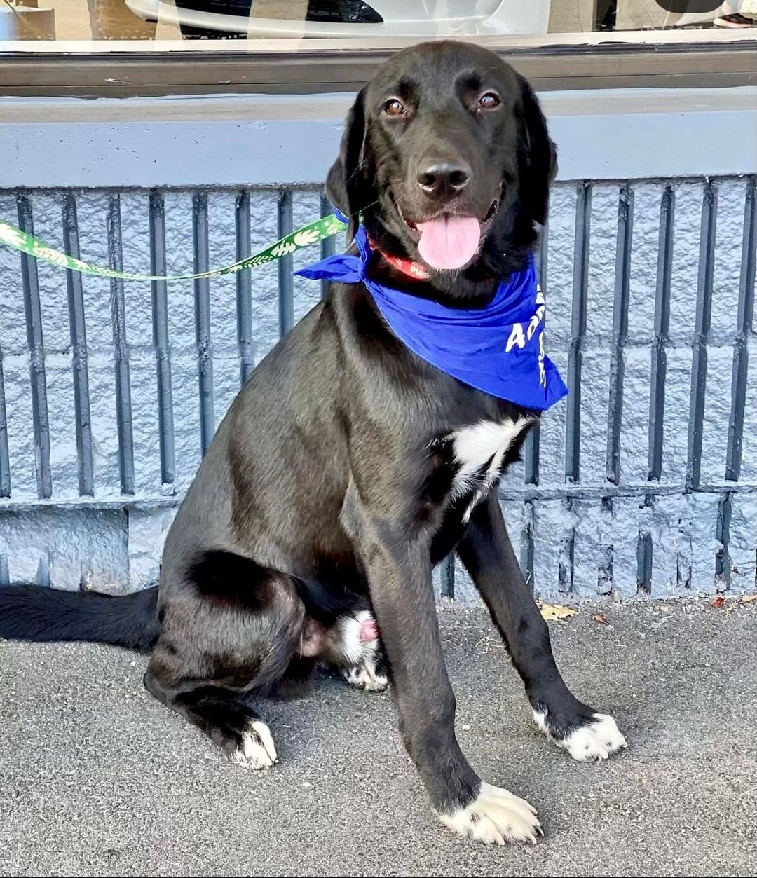 We don't have enough words to express just how much we love this boy! Ranger, an approx 1 1/2-year-old, 60 lb house trained Lab/Border Collie mix (best guess), has THE sweetest, gentlest, most loving disposition. He basks in ALL human attention from big and small folks, gets along very well with other dogs, has the perfect amount of energy - not too crazy, not too lazy, and loooooves to snuggle. He's like your very own personal teddy bear! ****Ranger has an old injury to his front leg and walks with a slight limp. He's not in pain, not slowed down, and happily runs around just fine. We've had an orthopedist examine him, and he does not need surgery. He had an infection around his joint, which has been treated with antibiotics, and he's currently undergoing laser treatment therapy to make sure he's as good as he can be.*** PLEASE don't let this turn you off - he's seriously an AMAZING dog. He hasn't been around cats. Ranger is microchipped, vaccinated, and neutered.

To adopt, please submit an app:  http://www.olliesangelsanimalrescue.org/puppies-1

<a target='_blank' href='https://www.instagram.com/explore/tags/fureverfriends/'>#fureverfriends</a> <a target='_blank' href='https://www.instagram.com/explore/tags/olliesangelsanimalrescue/'>#olliesangelsanimalrescue</a> <a target='_blank' href='https://www.instagram.com/explore/tags/olliesangelsalum/'>#olliesangelsalum</a> <a target='_blank' href='https://www.instagram.com/explore/tags/rescuedogsofinstagram/'>#rescuedogsofinstagram</a> <a target='_blank' href='https://www.instagram.com/explore/tags/rescuedismyfavoritebreed/'>#rescuedismyfavoritebreed</a> <a target='_blank' href='https://www.instagram.com/explore/tags/rescuedismyfavouritebreed/'>#rescuedismyfavouritebreed</a> <a target='_blank' href='https://www.instagram.com/explore/tags/rescuedisthebestbreed/'>#rescuedisthebestbreed</a> <a target='_blank' href='https://www.instagram.com/explore/tags/rescuepup/'>#rescuepup</a> <a target='_blank' href='https://www.instagram.com/explore/tags/rescuepuppy/'>#rescuepuppy</a> <a target='_blank' href='https://www.instagram.com/explore/tags/rescuepups/'>#rescuepups</a> <a target='_blank' href='https://www.instagram.com/explore/tags/adopt/'>#adopt</a> <a target='_blank' href='https://www.instagram.com/explore/tags/adoptme/'>#adoptme</a> <a target='_blank' href='https://www.instagram.com/explore/tags/adoptdontshop/'>#adoptdontshop</a> <a target='_blank' href='https://www.instagram.com/explore/tags/adoptdontbuy/'>#adoptdontbuy</a> <a target='_blank' href='https://www.instagram.com/explore/tags/adoptdontshop/'>#adoptdontshop</a> <a target='_blank' href='https://www.instagram.com/explore/tags/adoptdogs/'>#adoptdogs</a> <a target='_blank' href='https://www.instagram.com/explore/tags/fosterpuppy/'>#fosterpuppy</a> <a target='_blank' href='https://www.instagram.com/explore/tags/fosterpuppies/'>#fosterpuppies</a> <a target='_blank' href='https://www.instagram.com/explore/tags/fosterpuppiesofinstagram/'>#fosterpuppiesofinstagram</a> <a target='_blank' href='https://www.instagram.com/explore/tags/fureverhome/'>#fureverhome</a> <a target='_blank' href='https://www.instagram.com/explore/tags/fureverfamily/'>#fureverfamily</a> <a target='_blank' href='https://www.instagram.com/explore/tags/fureverfriend/'>#fureverfriend</a> <a target='_blank' href='https://www.instagram.com/explore/tags/fureverfriends/'>#fureverfriends</a> <a target='_blank' href='https://www.instagram.com/explore/tags/rescuedog/'>#rescuedog</a> <a target='_blank' href='https://www.instagram.com/explore/tags/rescuedogsrock/'>#rescuedogsrock</a> <a target='_blank' href='https://www.instagram.com/explore/tags/rescuedogsofinstagram/'>#rescuedogsofinstagram</a> <a target='_blank' href='https://www.instagram.com/explore/tags/rescuedog/'>#rescuedog</a>