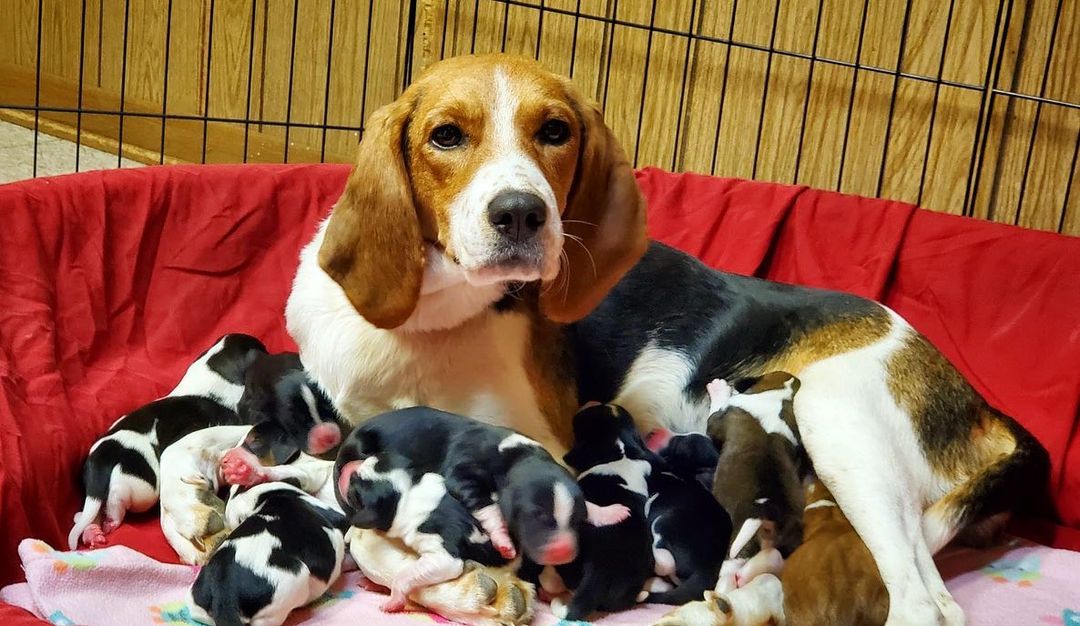 💕Say hello to the newest OPH Family! This sweet hound mama and her puppies just arrived at one of our wonderful foster homes. A kind volunteer picked them up and drove for several hours to make sure they had a safe place to stay. These little babies will be available for adoption in about 8 weeks and their beautiful mama shortly after that. We can’t wait to find them all amazing forever homes. More pics coming soon!

To learn more about adoption, visit the link in our bio or send us a message!

<a target='_blank' href='https://www.instagram.com/explore/tags/rescuepuppy/'>#rescuepuppy</a> <a target='_blank' href='https://www.instagram.com/explore/tags/puppiesofinstagram/'>#puppiesofinstagram</a> <a target='_blank' href='https://www.instagram.com/explore/tags/puppy/'>#puppy</a> <a target='_blank' href='https://www.instagram.com/explore/tags/puppies/'>#puppies</a> <a target='_blank' href='https://www.instagram.com/explore/tags/puppylove/'>#puppylove</a> <a target='_blank' href='https://www.instagram.com/explore/tags/puppylovers/'>#puppylovers</a> <a target='_blank' href='https://www.instagram.com/explore/tags/adoptabledog/'>#adoptabledog</a> <a target='_blank' href='https://www.instagram.com/explore/tags/adoptdontshop/'>#adoptdontshop</a> <a target='_blank' href='https://www.instagram.com/explore/tags/opttoadopt/'>#opttoadopt</a> <a target='_blank' href='https://www.instagram.com/explore/tags/ophrescue/'>#ophrescue</a> <a target='_blank' href='https://www.instagram.com/explore/tags/savedogs/'>#savedogs</a> <a target='_blank' href='https://www.instagram.com/explore/tags/dogrescue/'>#dogrescue</a> <a target='_blank' href='https://www.instagram.com/explore/tags/rescuedogs/'>#rescuedogs</a>