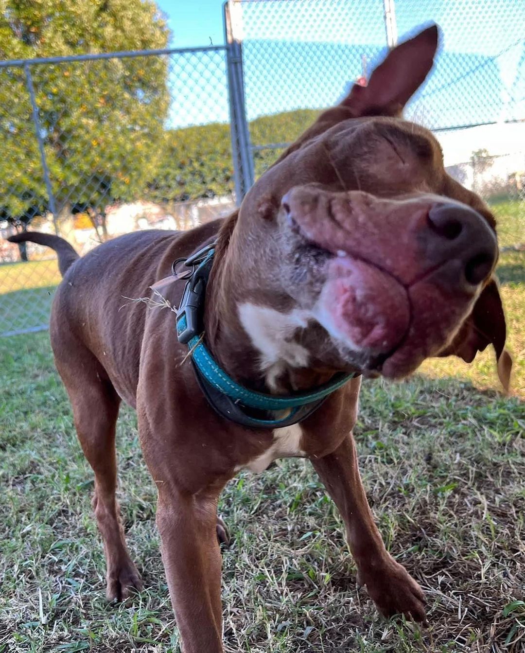 💙💚 ADOPTABLE DOG: ZOE 💚💙 This ultra cute chocolate coated Pitbull mix is spayed, microchipped, and ready for her forever home. Zoe is potty trained and knows basic commands like “sit.” She is affectionate and so very silly, but can get overstimulated easily and play a little rough. (because of this we think she would do best with older children) This pint sized girl can’t wait until she gets to go home. Have room at your table for one more? Adopt Zoe!

<a target='_blank' href='https://www.instagram.com/explore/tags/adoptnacc/'>#adoptnacc</a> <a target='_blank' href='https://www.instagram.com/explore/tags/fosternacc/'>#fosternacc</a> 
☎️ 757-441-5505
📧 nacc@norfolk.gov
📍 5585 Sabre Road Norfolk, Virginia 23502