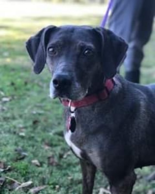 COURTESY POST - Applications will be referred to rescuer
LOLA:  A true dirt road rescue, Lola is a pretty, quiet, laid back 52 lb young adult (2-4 years, est) hound mix looking for her forever family. What a cutie and a sweetheart – Lola will lovingly lay her head in your lap. She is spayed, UTD on vaccinations, microchipped, HW negative and is Prohart HW protected until the end of March 2022. Not currently living with kids or cats. Has been fine with other pups.  Apply thru dirtroaddoggiesrescue.org.

<a target='_blank' href='https://www.instagram.com/explore/tags/dirtroaddoggiesrescue/'>#dirtroaddoggiesrescue</a> 
<a target='_blank' href='https://www.instagram.com/explore/tags/adoptdontshop/'>#adoptdontshop</a> <a target='_blank' href='https://www.instagram.com/explore/tags/fosteringsaveslives/'>#fosteringsaveslives</a>