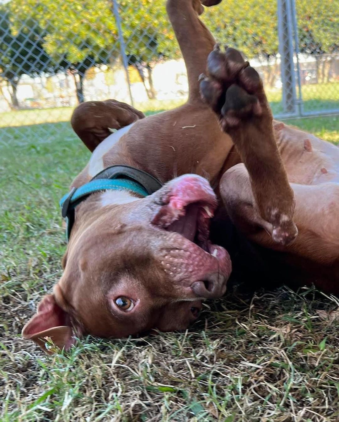 💙💚 ADOPTABLE DOG: ZOE 💚💙 This ultra cute chocolate coated Pitbull mix is spayed, microchipped, and ready for her forever home. Zoe is potty trained and knows basic commands like “sit.” She is affectionate and so very silly, but can get overstimulated easily and play a little rough. (because of this we think she would do best with older children) This pint sized girl can’t wait until she gets to go home. Have room at your table for one more? Adopt Zoe!

<a target='_blank' href='https://www.instagram.com/explore/tags/adoptnacc/'>#adoptnacc</a> <a target='_blank' href='https://www.instagram.com/explore/tags/fosternacc/'>#fosternacc</a> 
☎️ 757-441-5505
📧 nacc@norfolk.gov
📍 5585 Sabre Road Norfolk, Virginia 23502