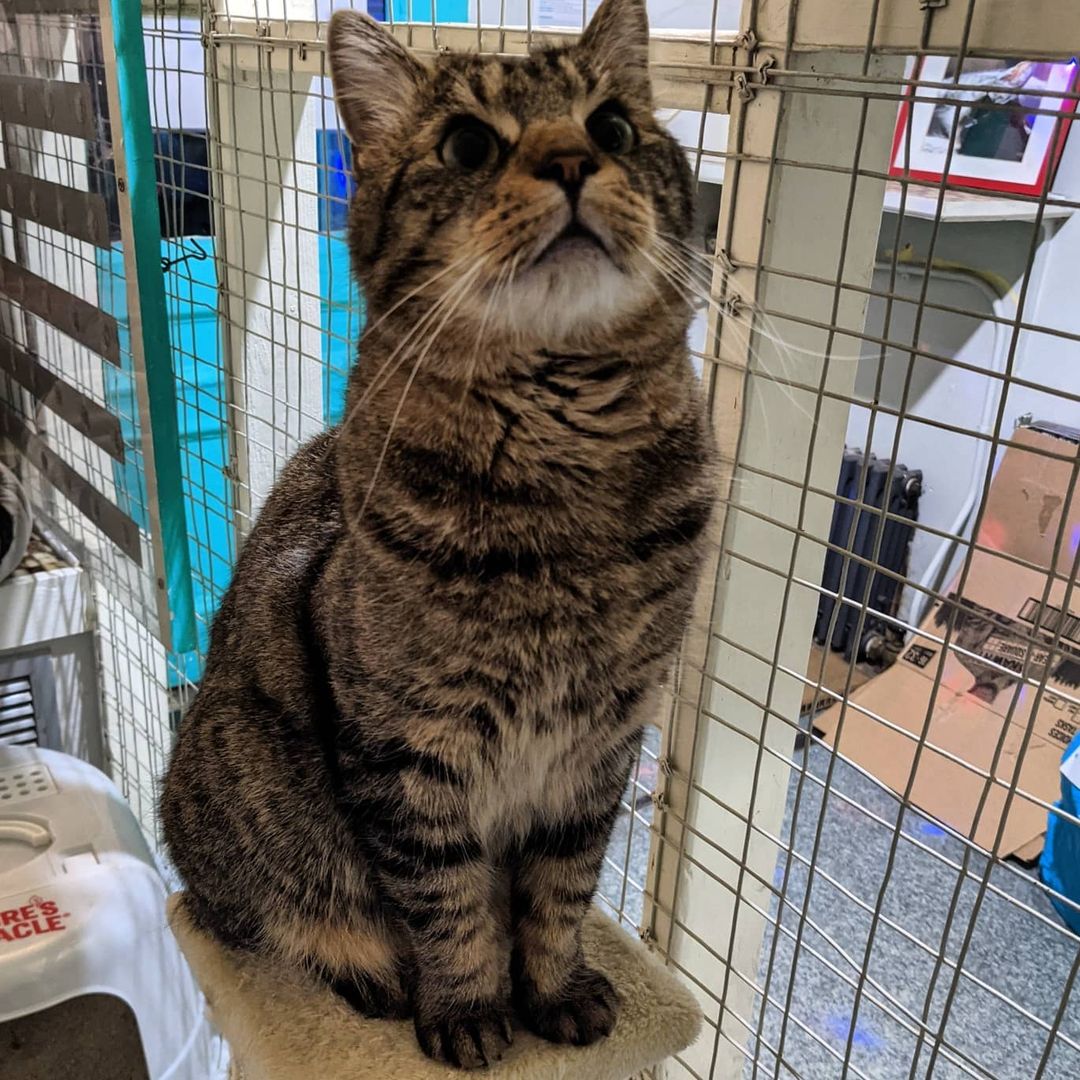 Meet Tigger!! He is sweet, playful, loves people, and being brushed. Come meet him at Ollie's Place. November is Adopt-A-Senior Pet Month and cutie Tigger is looking for his fur-ever home 😻

🕓 Hours:
M-F: 6-8pm
Weekends: 12-5pm
😺❤️ 

For donations:

Amazon Wish List:
https://www.amazon.com/hz/wishlist/ls/31R89PFPJOXUJ

Chewy Wish List:
https://www.chewy.com/g/mighty-muttsollies-place_b86125704

Venmo:
@MightyMutts 

Or call our local pet shop 'Whiskers' to donate to the Ollie's account: (212) 979-2532

<a target='_blank' href='https://www.instagram.com/explore/tags/olliesplace/'>#olliesplace</a> <a target='_blank' href='https://www.instagram.com/explore/tags/mightymutts/'>#mightymutts</a> <a target='_blank' href='https://www.instagram.com/explore/tags/adoptdontshop/'>#adoptdontshop</a> <a target='_blank' href='https://www.instagram.com/explore/tags/seniorpetsofig/'>#seniorpetsofig</a> <a target='_blank' href='https://www.instagram.com/explore/tags/adoptasenior/'>#adoptasenior</a> <a target='_blank' href='https://www.instagram.com/explore/tags/adoptaseniorpetmonth/'>#adoptaseniorpetmonth</a> <a target='_blank' href='https://www.instagram.com/explore/tags/cats/'>#cats</a> <a target='_blank' href='https://www.instagram.com/explore/tags/catsofinstagram/'>#catsofinstagram</a> <a target='_blank' href='https://www.instagram.com/explore/tags/purrfect/'>#purrfect</a> <a target='_blank' href='https://www.instagram.com/explore/tags/adorable/'>#adorable</a> <a target='_blank' href='https://www.instagram.com/explore/tags/catoftheday/'>#catoftheday</a> <a target='_blank' href='https://www.instagram.com/explore/tags/cats_of_instagram/'>#cats_of_instagram</a> <a target='_blank' href='https://www.instagram.com/explore/tags/catstagram/'>#catstagram</a> <a target='_blank' href='https://www.instagram.com/explore/tags/eastvillage/'>#eastvillage</a> <a target='_blank' href='https://www.instagram.com/explore/tags/nyccats/'>#nyccats</a> <a target='_blank' href='https://www.instagram.com/explore/tags/nyc/'>#nyc</a> <a target='_blank' href='https://www.instagram.com/explore/tags/pictureoftheday/'>#pictureoftheday</a>