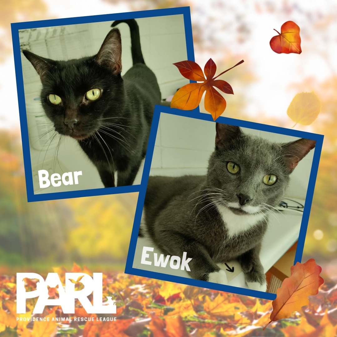 Bear and Ewok are <a target='_blank' href='https://www.instagram.com/explore/tags/AvailableForAdoption/'>#AvailableForAdoption</a>! Learn more about this fantastic duo on our website.