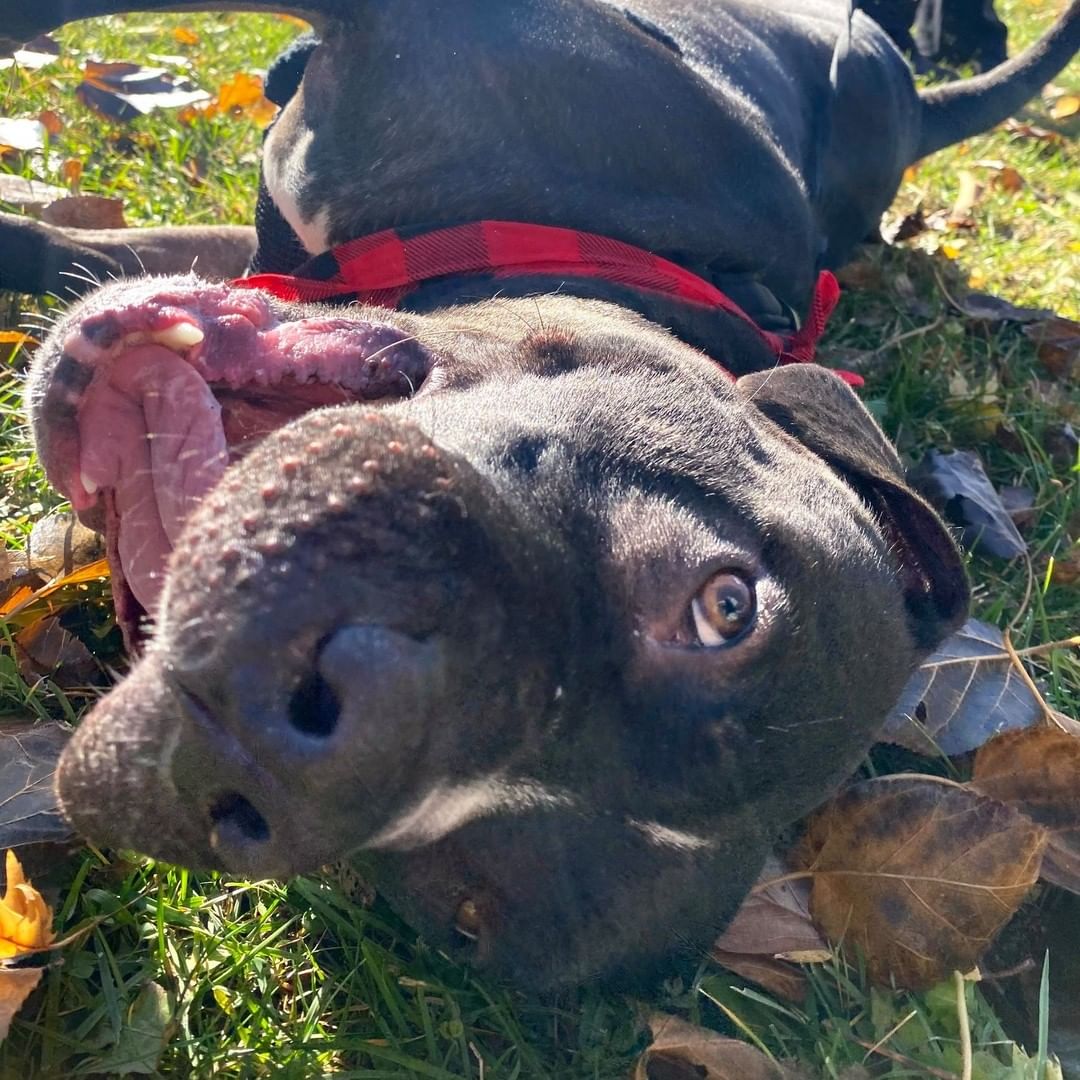 Hercules is a happy guy with a heart of gold! This 6-year-old fella loves exploring outside, flopping down for belly rubs, and any toy that squeaks. If you give him a scratch in the right spot on his back, you’ll get his leg kicking. He is a very adventurous boy and would love nothing more than to play outside all day with you! He’ll bat tennis balls around and bring a smile to your face! Hercules is working hard on understanding how strong he is. It’s hard when there’s so many exciting things to see and smell! He would love for someone to continue working with him on leash training and manners. Like all of us, he is a work in progress – but for every challenge, he has 1,000 moments of sweetness! He’s a very smart boy and listens very well! Hercules loves being around people, and is a sucker for fall. He loves the leaves, and would be overjoyed to head to your favorite coffee shop and get a pup latte. If you’re looking for a handsome hunk to cuddle up with this holiday season, schedule an appointment to come meet Hercules today!