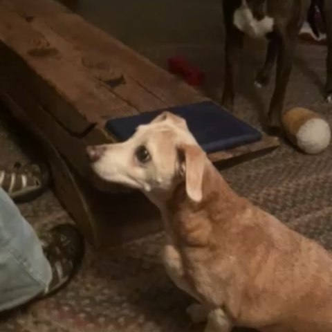 Seahawks just signed a new wide receiver!!! alumni Stan is ready to catch all the treats thrown his way!
Let's GO HAWKS 💙💚💙💚💙💚💙💚
<a target='_blank' href='https://www.instagram.com/explore/tags/dachshundsofig/'>#dachshundsofig</a> <a target='_blank' href='https://www.instagram.com/explore/tags/dachshundmix/'>#dachshundmix</a> <a target='_blank' href='https://www.instagram.com/explore/tags/doxiemix/'>#doxiemix</a> <a target='_blank' href='https://www.instagram.com/explore/tags/dachshundsofinstagram/'>#dachshundsofinstagram</a> <a target='_blank' href='https://www.instagram.com/explore/tags/seattledogsofinstagram/'>#seattledogsofinstagram</a> <a target='_blank' href='https://www.instagram.com/explore/tags/seattledogs/'>#seattledogs</a> <a target='_blank' href='https://www.instagram.com/explore/tags/rescueddogsofinstagram/'>#rescueddogsofinstagram</a> <a target='_blank' href='https://www.instagram.com/explore/tags/adopt/'>#adopt</a> <a target='_blank' href='https://www.instagram.com/explore/tags/adoptdontshop/'>#adoptdontshop</a> <a target='_blank' href='https://www.instagram.com/explore/tags/treatcatching/'>#treatcatching</a> <a target='_blank' href='https://www.instagram.com/explore/tags/smartdog/'>#smartdog</a> <a target='_blank' href='https://www.instagram.com/explore/tags/sundayfunday/'>#sundayfunday</a>