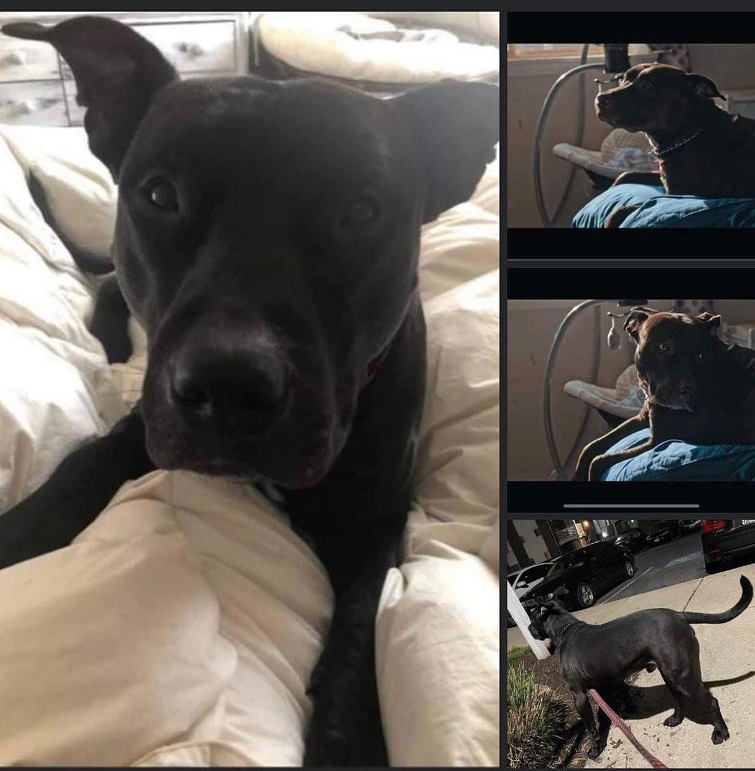 ‼️URGENT NEW HOME NEEDED‼️
Looking for a new home because lease doesn’t allow 😢 owner says he is a 6yr old pit mix name Brody good with other dogs and kids ,has never been around cats . He is very friendly ! Up to date with shot , Neutered and Chipped,looking for a new home as soon as possible because of the landlord wanted him gone by 11/3 and they are passed the deadline because they don’t want him to go to an already over crowed shelter.  Located in Dundalk . @folk_terry
