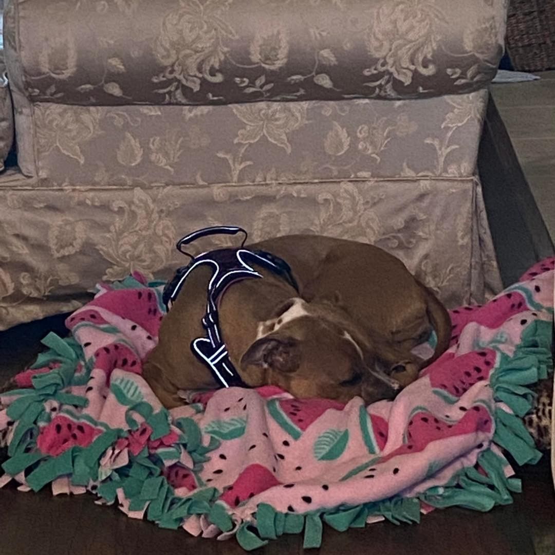 ADOPTED! We are so happy to announce that Mia has been adopted! She hit the lotto for sure. Thanks to the wonderful Good Samaritan who found her, cared for her and trained her and our amazing family who opened their home to her. Congratulations Mia!