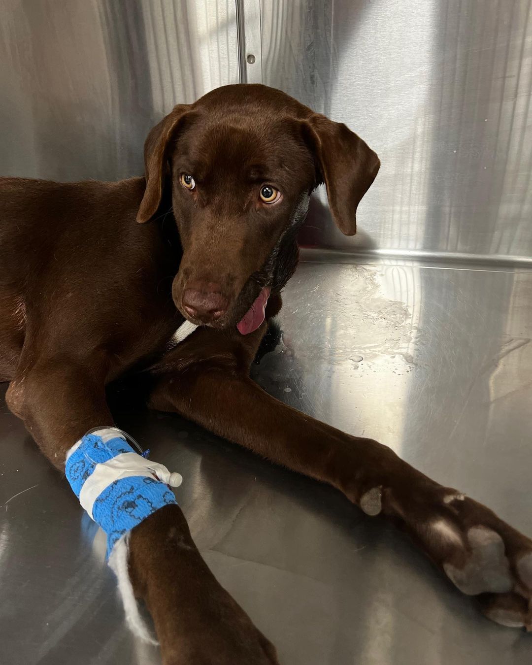 DAISY needs careful FOSTER, possibly having her broken leg repaired on Tuesday. Chocolate lab, eight months old, 50 pounds. A foster would have first opportunity to adopt. Reminder to order calendars through tomorrow. LMRcalendar16@gmail.com only if u dont see ORDER info on FB. One of our most loved volunteers, retired, visited at our event, I put her to work! Toby, now buddy, from Kosovo,& Max, just adopted, got their Petsmart coupon books, $400 value. You may come this Saturday to our event at the Wake Forest Petsmart. 130-3. Lolo, a.k.a. Lioforce, she will be there as we are looking for her future home but a Thanksgiving week Foster will help give Marlianne A chance to visit family in Michigan. www.lovemuttsrescue.org to see all available, apply to foster or adopt or contact a volunteer you know.