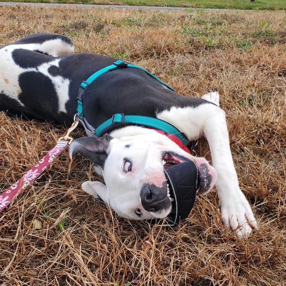 Tony got to spend today exploring a local park with one of our volunteers! He loved getting out into the sunshine and exploring the trails. Our volunteer reports that once he got going, he was totally in his groove! We think Tony would make an excellent hiking buddy - he loves it! Tony also discovered the joys of rolling in the grass with a toy in his mouth - what fun! Apparently, Tony also carried a toy in his mouth for the majority of his walk, such a silly boy. 

If you're looking for a part-silly goober, part-adventure pup, come meet Tony today! We are open for adoptions from 11am-6pm, Monday - Sunday. Learn more on our website, link in bio!
<a target='_blank' href='https://www.instagram.com/explore/tags/adopt/'>#adopt</a> <a target='_blank' href='https://www.instagram.com/explore/tags/shelterpets/'>#shelterpets</a> <a target='_blank' href='https://www.instagram.com/explore/tags/loudouncounty/'>#loudouncounty</a> <a target='_blank' href='https://www.instagram.com/explore/tags/loudouncountyva/'>#loudouncountyva</a> <a target='_blank' href='https://www.instagram.com/explore/tags/loudounlovesanimals/'>#loudounlovesanimals</a>