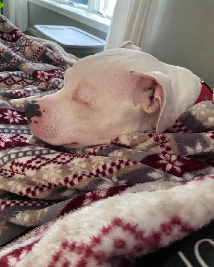 11/12/21 **URGENT** 
WALTER NEEDS A HOME (CP)

Meet Walter James!  He is a very handsome, 3 year old, white Pit Bull Terrier mix. Due to thinking he's the top dog, he will need to be the only dog in the home.  All of that aside, he is the most lovable dog you will ever meet.  Walter loves to sleep under the covers and be by your side as much as he can.  He will sit by your feet in the kitchen just hoping you will drop a crumb for him!  Ice cubes are one of his favorite treats along with any other kind of crumbs or food.  He loves car rides and sleeping. A fenced in yard is required so he can play and sunbathe outside on a nice day.  He would do best with older children in the home as well.  Walter is current on his vaccines, neutered, house trained and microchipped. Please give Walter a home. 

If interested in adopting Walter, please complete an application today at secondchanceforpets.com.

**NOT ALL PETS LISTED ON OUR WEBPAGE ARE IN OUR FOSTER HOMES. WE ALSO MAKE COURTESY POSTS (CP) FOR FAMILIES NEEDING TO PLACE THEIR PET. 
(SC) MEANS THEY ARE IN ONE OF OUR GROUPS FOSTER HOMES
(CP) MEANS THEY ARE STILL WITH THEIR CURRENT OWNER