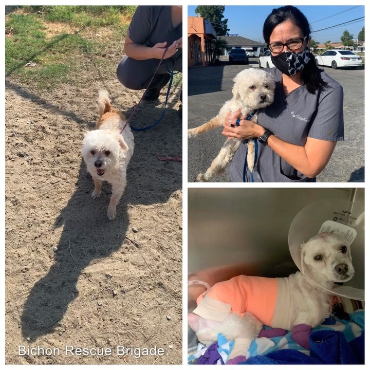 <a target='_blank' href='https://www.instagram.com/explore/tags/SOCAL/'>#SOCAL</a> <a target='_blank' href='https://www.instagram.com/explore/tags/FOSTERHOME/'>#FOSTERHOME</a> needed. After 14 weeks of daily sugar wraps and bandage changes ..all of Herbie’s horrific wounds have healed and he is finally ready for a  foster 💙  All of the fur where his skin was so injured came in a rust color! Herbie has been thru so much and is looking for a special adult-only foster home where he can decompress and learn to trust humans again.  He will do best crated most of the time for the first couple of weeks, to minimize overstimulation.  He seems to have been someone’s dog at one time as he is good on a leash, seems to  enjoy walks and  loves to play fetch.  He needs a committed foster who will can give him the time he needs. Herbie came to the shelter a stray with necroptic skin in many areas, tendons exposed, and numerous maggots .  It’s been a long recovery, please help us find the perfect Forster home for him. ➡️➡️Email Info@BichonRescueBrigade.org for information about fostering Herbie. Please <a target='_blank' href='https://www.instagram.com/explore/tags/share/'>#share</a><a target='_blank' href='https://www.instagram.com/explore/tags/adoptdontshop/'>#adoptdontshop</a><a target='_blank' href='https://www.instagram.com/explore/tags/fosteringsaveslives/'>#fosteringsaveslives</a><a target='_blank' href='https://www.instagram.com/explore/tags/sandiego/'>#sandiego</a><a target='_blank' href='https://www.instagram.com/explore/tags/orangecounty/'>#orangecounty</a><a target='_blank' href='https://www.instagram.com/explore/tags/losangeles/'>#losangeles</a><a target='_blank' href='https://www.instagram.com/explore/tags/poodlemix/'>#poodlemix</a><a target='_blank' href='https://www.instagram.com/explore/tags/rescuegodsofinstagram/'>#rescuegodsofinstagram</a><a target='_blank' href='https://www.instagram.com/explore/tags/makeadifference/'>#makeadifference</a><a target='_blank' href='https://www.instagram.com/explore/tags/a1991657/'>#a1991657</a>
