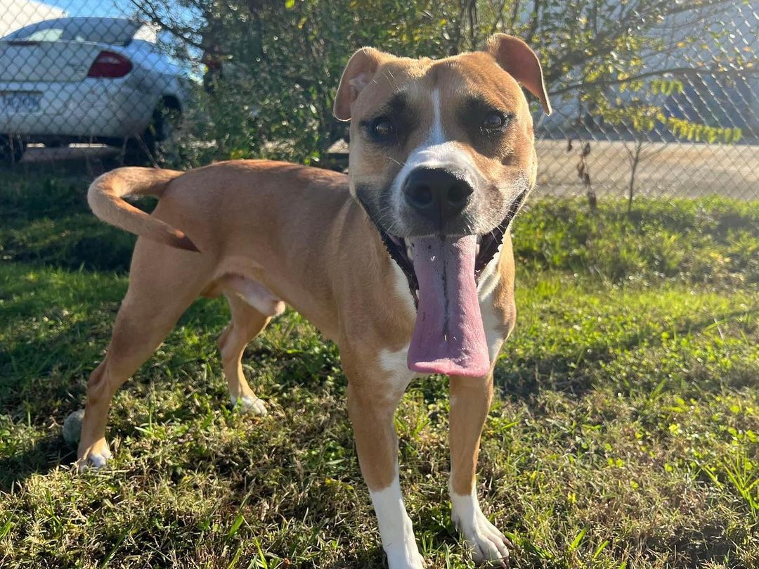 🐾 ADOPTABLE DOG: GUNNER! 🐾 This energetic fella can’t wait to bounce right into your home! Gunner is potty trained and know some basic obedience commands. He would do best with older children or adults. Have a dog? Bring them by for a play date before going home together. Interested in adopting? We take appointments during the week & the weekends are walk-in basis!

<a target='_blank' href='https://www.instagram.com/explore/tags/adoptnacc/'>#adoptnacc</a> <a target='_blank' href='https://www.instagram.com/explore/tags/fosternacc/'>#fosternacc</a> 
☎️ 757-441-5505
📧 nacc@norfolk.gov
📍 5585 Sabre Road Norfolk, Virginia 23502