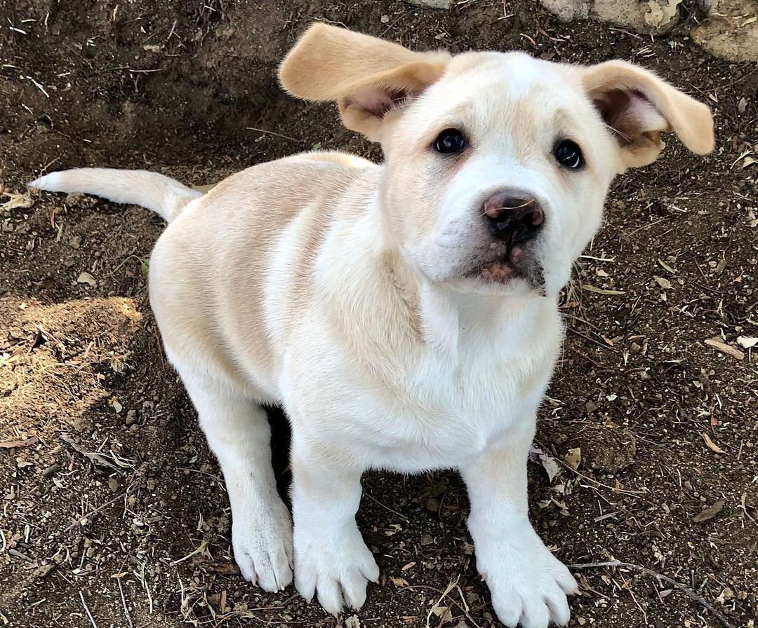 UPDATE- these sweet babies were adopted very soon after posting, to the very best homes. We are abundantly grateful for all the wonderful applications!!! Please think about adopting another one of our pups from the website!! ❤️ 

Our miracle babies are ready to find their loving home!! 12 week old Chunky (boy) and Sassy (girl) are Sakura, our young moms little angels that are healthy and thriving!!

www.apassionforpaws.org

<a target='_blank' href='https://www.instagram.com/explore/tags/rescuedog/'>#rescuedog</a> <a target='_blank' href='https://www.instagram.com/explore/tags/rescuedogsrock/'>#rescuedogsrock</a> <a target='_blank' href='https://www.instagram.com/explore/tags/rescuedogsofinstagram/'>#rescuedogsofinstagram</a> <a target='_blank' href='https://www.instagram.com/explore/tags/adopt/'>#adopt</a> <a target='_blank' href='https://www.instagram.com/explore/tags/adoptdontshop/'>#adoptdontshop</a> <a target='_blank' href='https://www.instagram.com/explore/tags/adoption/'>#adoption</a> <a target='_blank' href='https://www.instagram.com/explore/tags/adoptables/'>#adoptables</a> <a target='_blank' href='https://www.instagram.com/explore/tags/adoptme/'>#adoptme</a> <a target='_blank' href='https://www.instagram.com/explore/tags/akitaranch/'>#akitaranch</a> <a target='_blank' href='https://www.instagram.com/explore/tags/happynewyear2021/'>#happynewyear2021</a> <a target='_blank' href='https://www.instagram.com/explore/tags/2021/'>#2021</a> <a target='_blank' href='https://www.instagram.com/explore/tags/love/'>#love</a> <a target='_blank' href='https://www.instagram.com/explore/tags/happy/'>#happy</a> <a target='_blank' href='https://www.instagram.com/explore/tags/hope/'>#hope</a> <a target='_blank' href='https://www.instagram.com/explore/tags/together/'>#together</a> <a target='_blank' href='https://www.instagram.com/explore/tags/savelives/'>#savelives</a> <a target='_blank' href='https://www.instagram.com/explore/tags/akitalover/'>#akitalover</a> <a target='_blank' href='https://www.instagram.com/explore/tags/newyear/'>#newyear</a> <a target='_blank' href='https://www.instagram.com/explore/tags/newhope/'>#newhope</a> <a target='_blank' href='https://www.instagram.com/explore/tags/newlove/'>#newlove</a> <a target='_blank' href='https://www.instagram.com/explore/tags/newrescue/'>#newrescue</a> <a target='_blank' href='https://www.instagram.com/explore/tags/work/'>#work</a> <a target='_blank' href='https://www.instagram.com/explore/tags/cute/'>#cute</a> <a target='_blank' href='https://www.instagram.com/explore/tags/grateful/'>#grateful</a> <a target='_blank' href='https://www.instagram.com/explore/tags/helpingothers/'>#helpingothers</a> <a target='_blank' href='https://www.instagram.com/explore/tags/helpanimals/'>#helpanimals</a> <a target='_blank' href='https://www.instagram.com/explore/tags/love/'>#love</a>