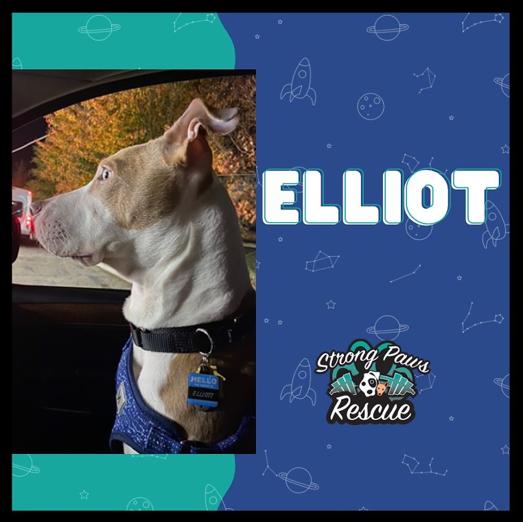 I’m going WHERE!? His face kills me! Elliot has been dropped off to transport from NC ➡️ NY➡️CT!!

Full story this weekend on his journey... so many hands involved and we thank everyone who helped be a part of his story.

Safe travels Elliot!! 

<a target='_blank' href='https://www.instagram.com/explore/tags/strongpawsrescue/'>#strongpawsrescue</a> <a target='_blank' href='https://www.instagram.com/explore/tags/liftheavyrescuedogs/'>#liftheavyrescuedogs</a>  <a target='_blank' href='https://www.instagram.com/explore/tags/ohshitlegday/'>#ohshitlegday</a> <a target='_blank' href='https://www.instagram.com/explore/tags/quadsandcanines/'>#quadsandcanines</a> <a target='_blank' href='https://www.instagram.com/explore/tags/thickthighssavelives/'>#thickthighssavelives</a> <a target='_blank' href='https://www.instagram.com/explore/tags/communityoutreach/'>#communityoutreach</a> <a target='_blank' href='https://www.instagram.com/explore/tags/iheartoneonta/'>#iheartoneonta</a> <a target='_blank' href='https://www.instagram.com/explore/tags/fundraise/'>#fundraise</a> <a target='_blank' href='https://www.instagram.com/explore/tags/donate/'>#donate</a> <a target='_blank' href='https://www.instagram.com/explore/tags/advocacy/'>#advocacy</a> <a target='_blank' href='https://www.instagram.com/explore/tags/rescue/'>#rescue</a> <a target='_blank' href='https://www.instagram.com/explore/tags/animalrescue/'>#animalrescue</a> <a target='_blank' href='https://www.instagram.com/explore/tags/dog/'>#dog</a> <a target='_blank' href='https://www.instagram.com/explore/tags/adoptdontshop/'>#adoptdontshop</a> <a target='_blank' href='https://www.instagram.com/explore/tags/dogrescue/'>#dogrescue</a> <a target='_blank' href='https://www.instagram.com/explore/tags/newyork/'>#newyork</a> <a target='_blank' href='https://www.instagram.com/explore/tags/nyc/'>#nyc</a> <a target='_blank' href='https://www.instagram.com/explore/tags/oneonta/'>#oneonta</a> <a target='_blank' href='https://www.instagram.com/explore/tags/strength/'>#strength</a>  <a target='_blank' href='https://www.instagram.com/explore/tags/strengthathlete/'>#strengthathlete</a> <a target='_blank' href='https://www.instagram.com/explore/tags/lifter/'>#lifter</a> <a target='_blank' href='https://www.instagram.com/explore/tags/powerlifter/'>#powerlifter</a> <a target='_blank' href='https://www.instagram.com/explore/tags/strongman/'>#strongman</a> <a target='_blank' href='https://www.instagram.com/explore/tags/strongwoman/'>#strongwoman</a> <a target='_blank' href='https://www.instagram.com/explore/tags/gains/'>#gains</a> <a target='_blank' href='https://www.instagram.com/explore/tags/support/'>#support</a> <a target='_blank' href='https://www.instagram.com/explore/tags/rescuedogsofinstagram/'>#rescuedogsofinstagram</a> <a target='_blank' href='https://www.instagram.com/explore/tags/fosterdogsofinstagram/'>#fosterdogsofinstagram</a>